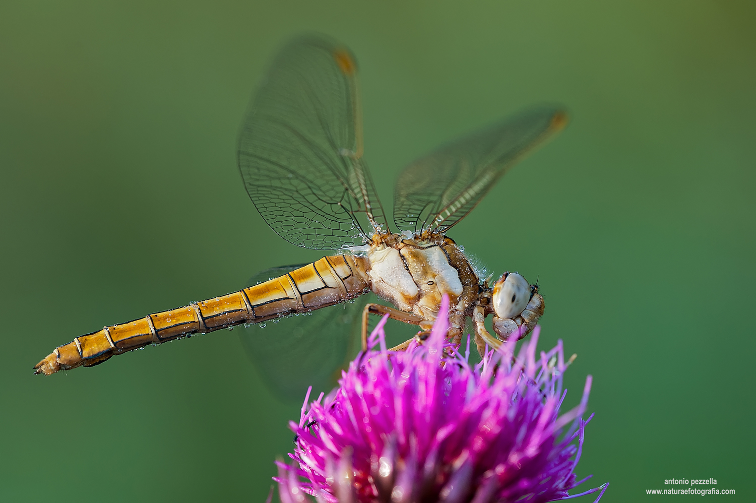 Orthetrum brunneum ..