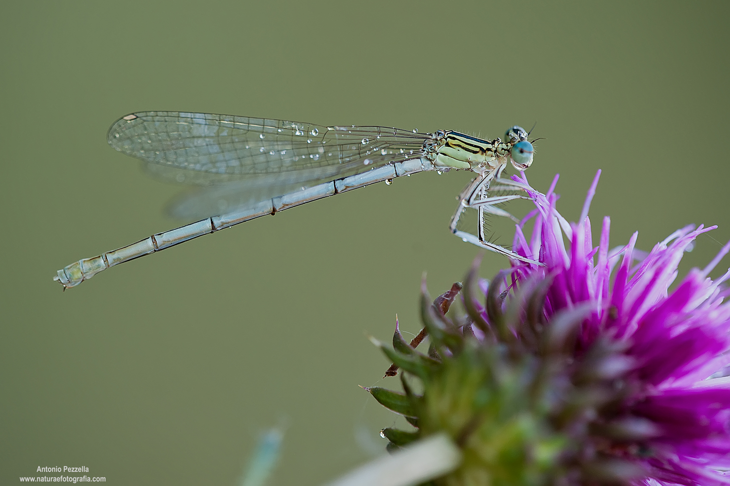 Platycnemis pennipes
