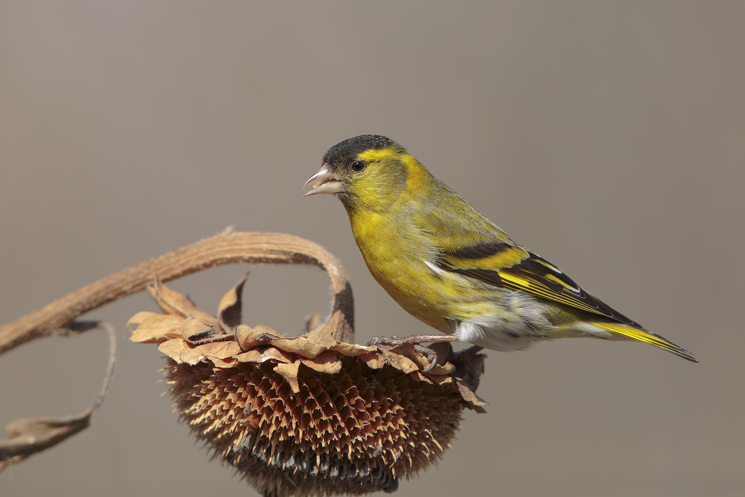 Siskin