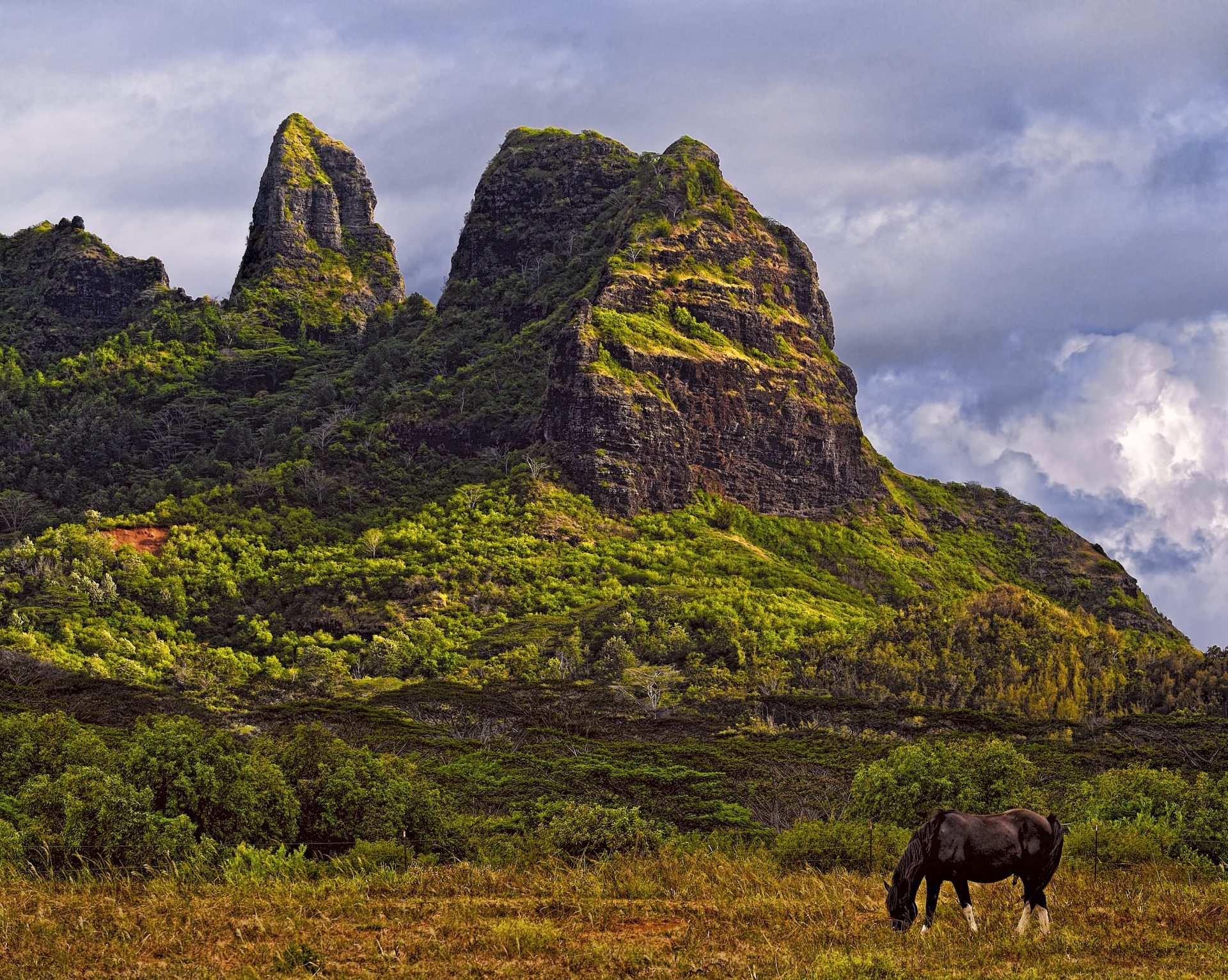 Kaua'i - Cavallo al pascolo
