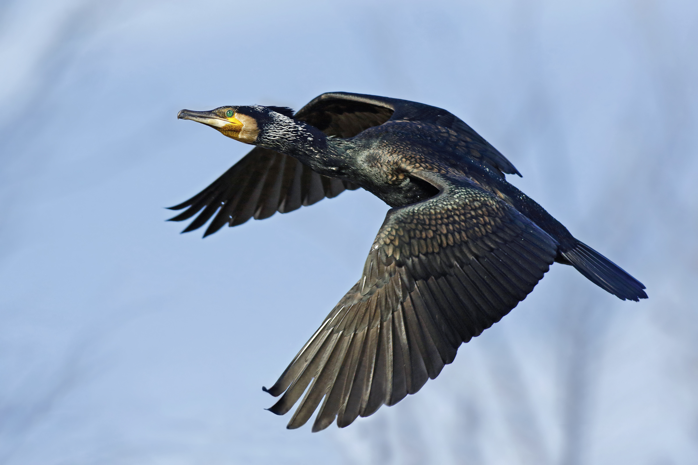 Cormorant in flight
