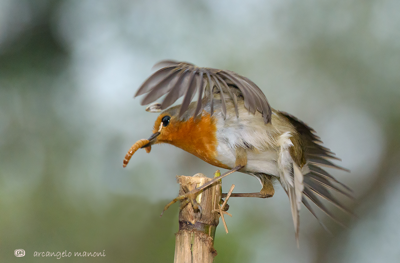 Cogli l'attimo fuggente