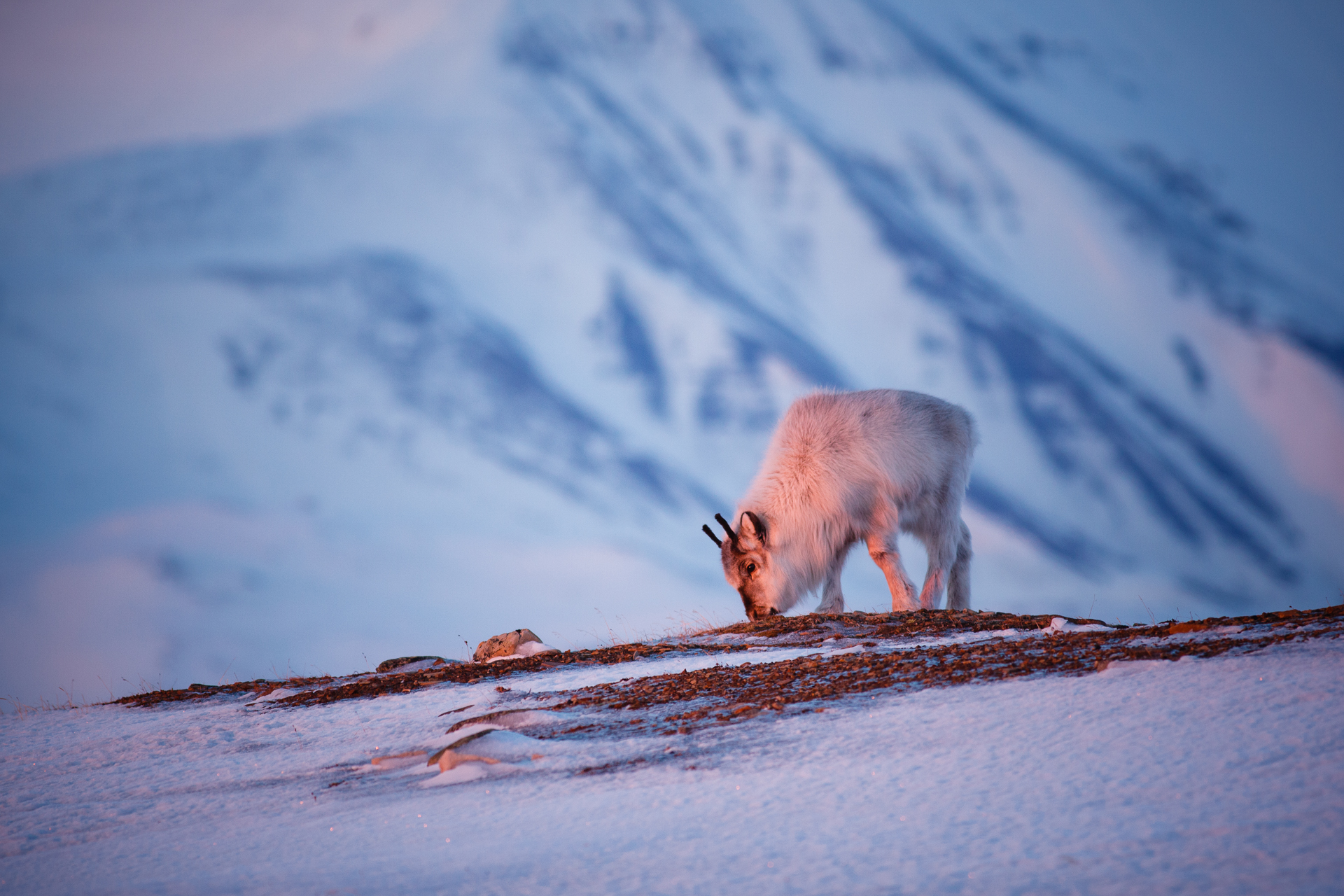Svalbard reindeer