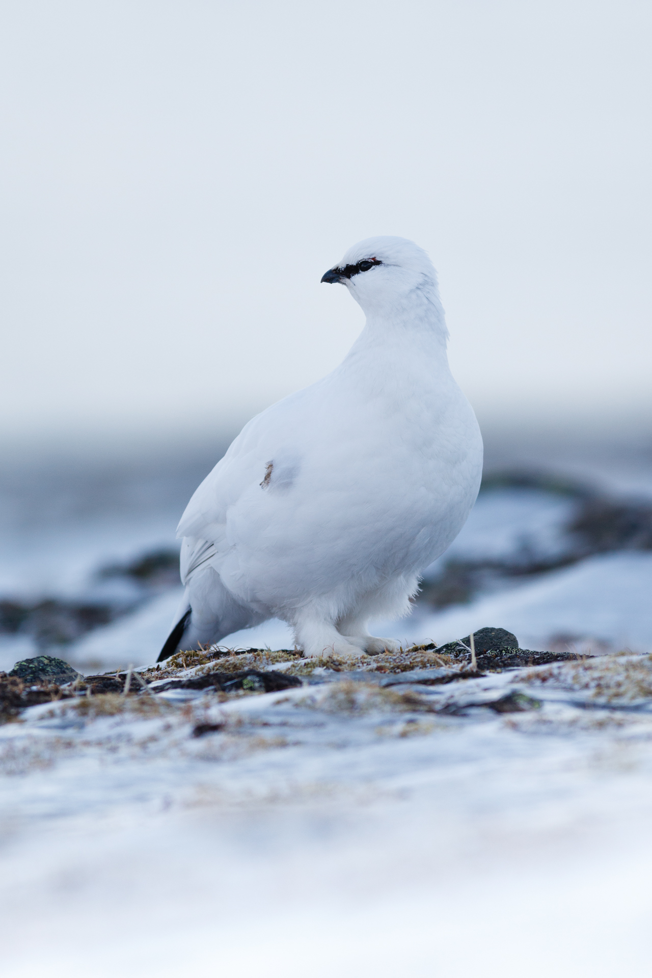 Svalbard rock ptarmigan