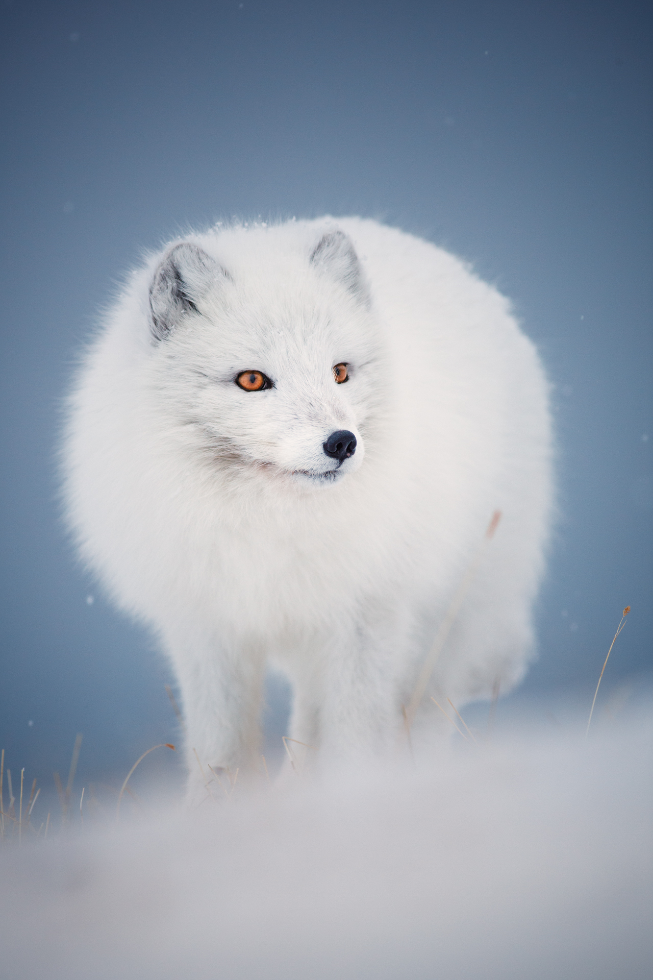 Arctic fox