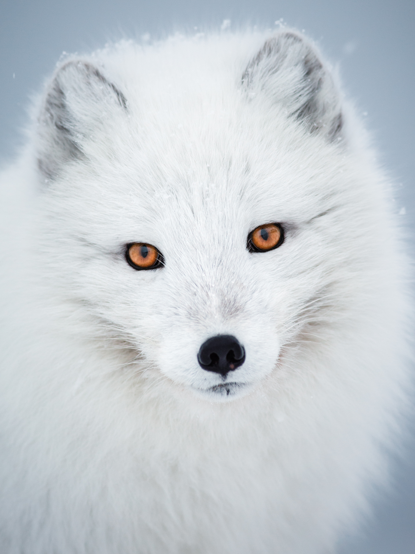 Arctic fox portrait
