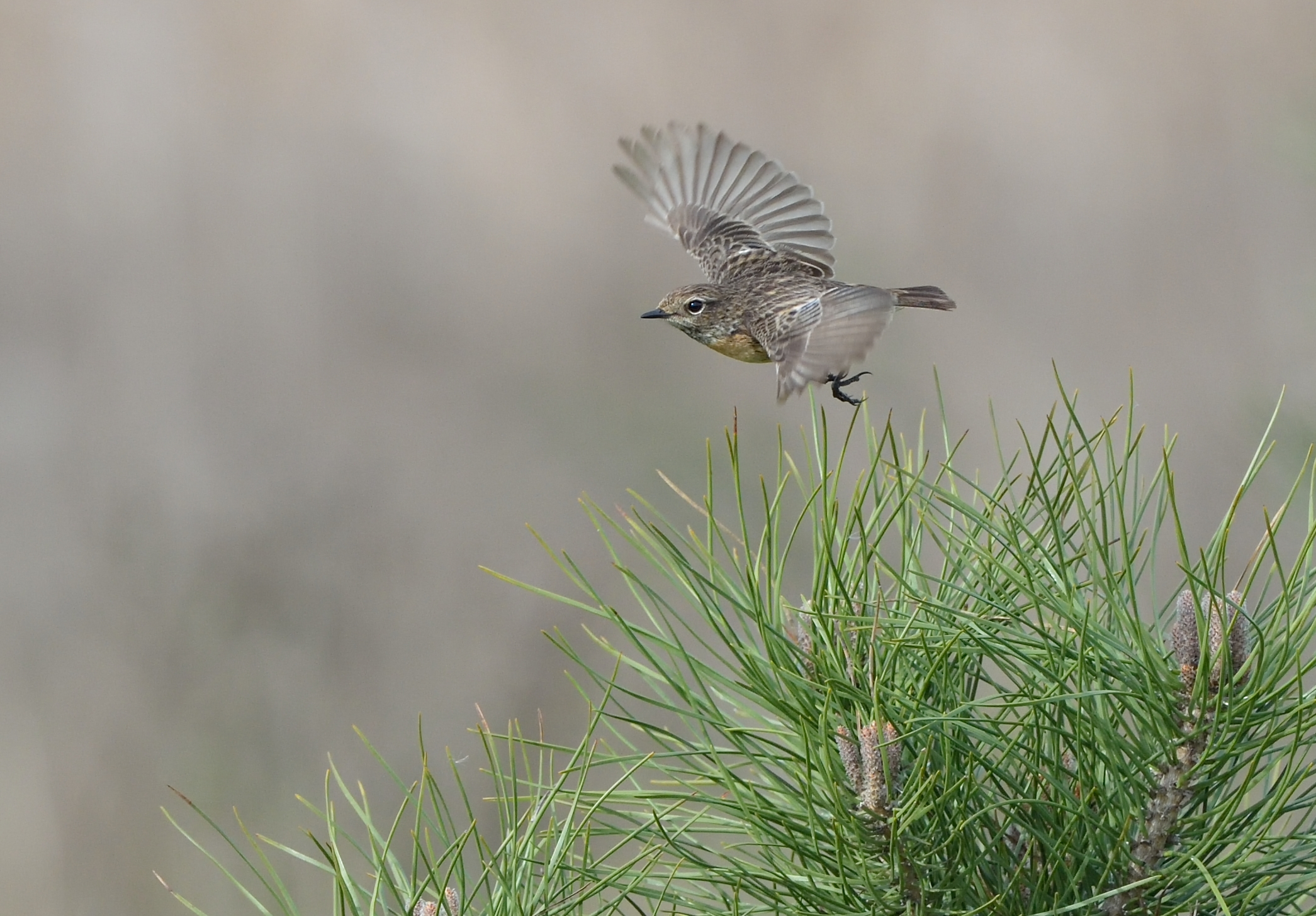 stonechat