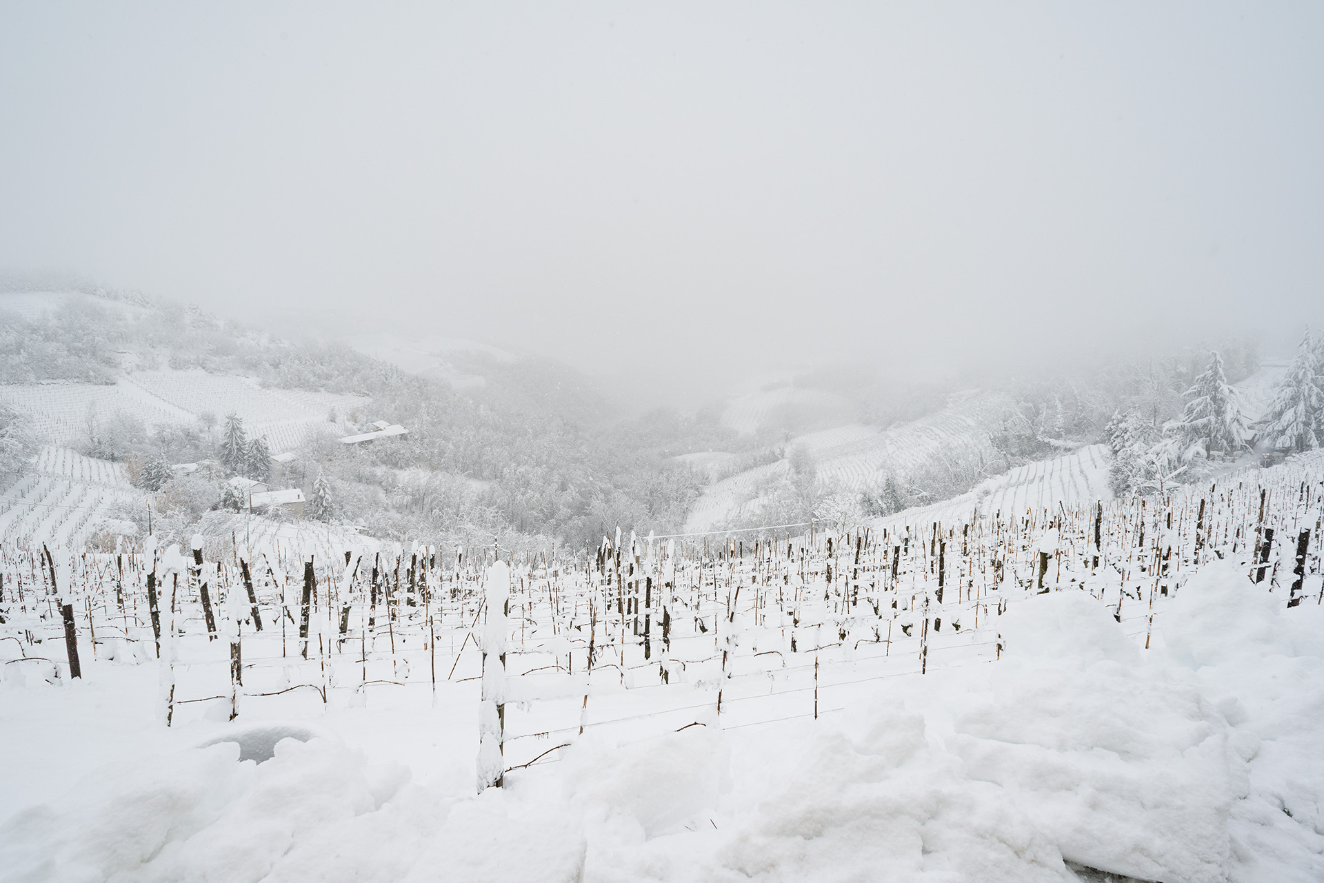 Vigne e neve