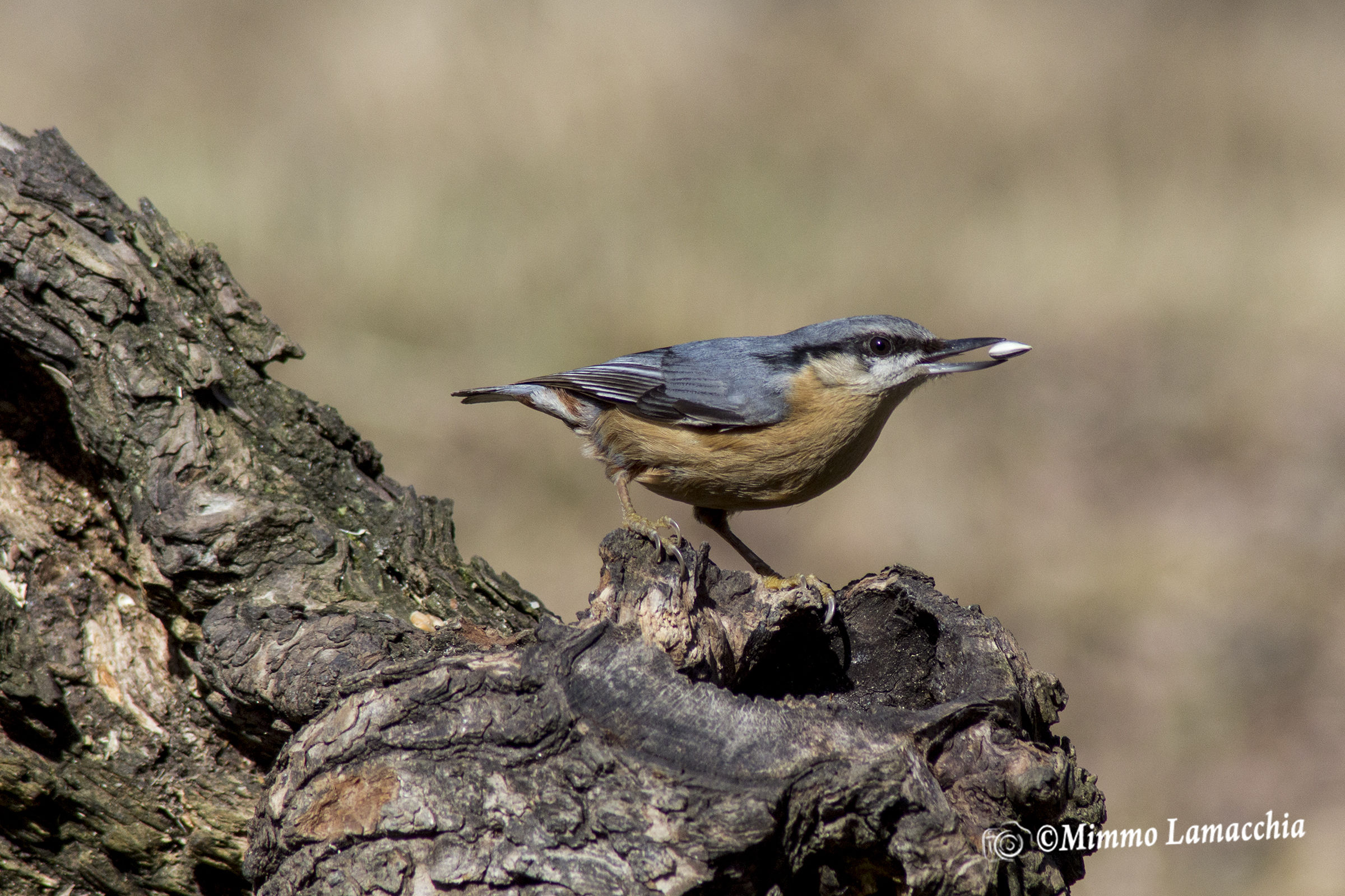 Picchio muratore eurasiatico