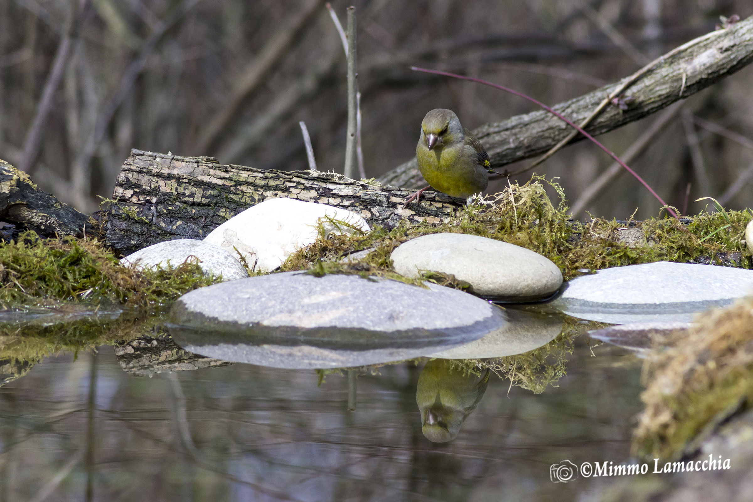 Verdone allo specchio