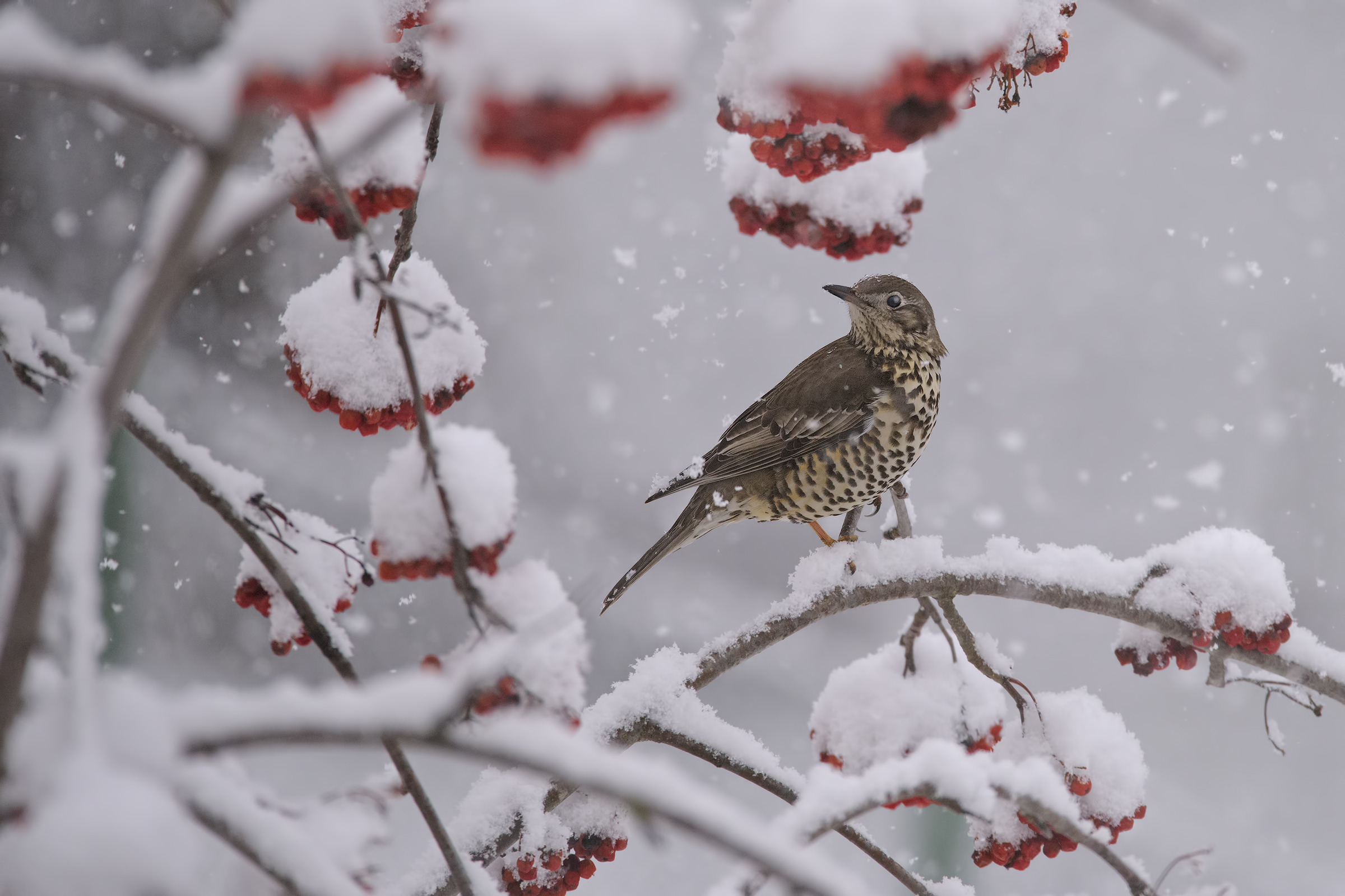 Tordela (o tordo bottaccio?) sotto la neve