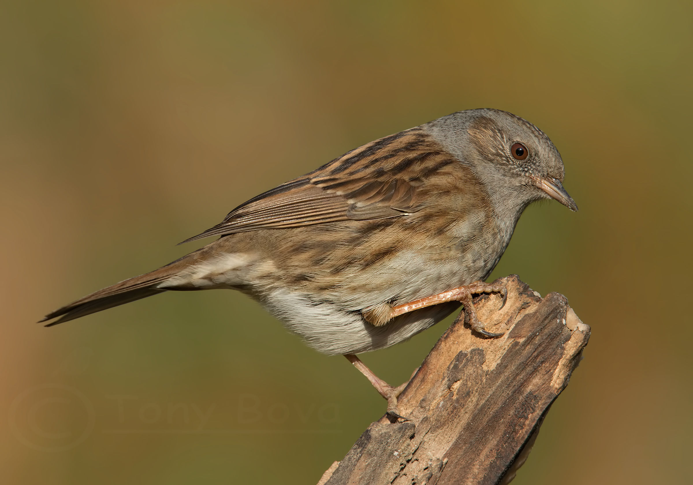 Chi va la' .... Passera Scopaiola