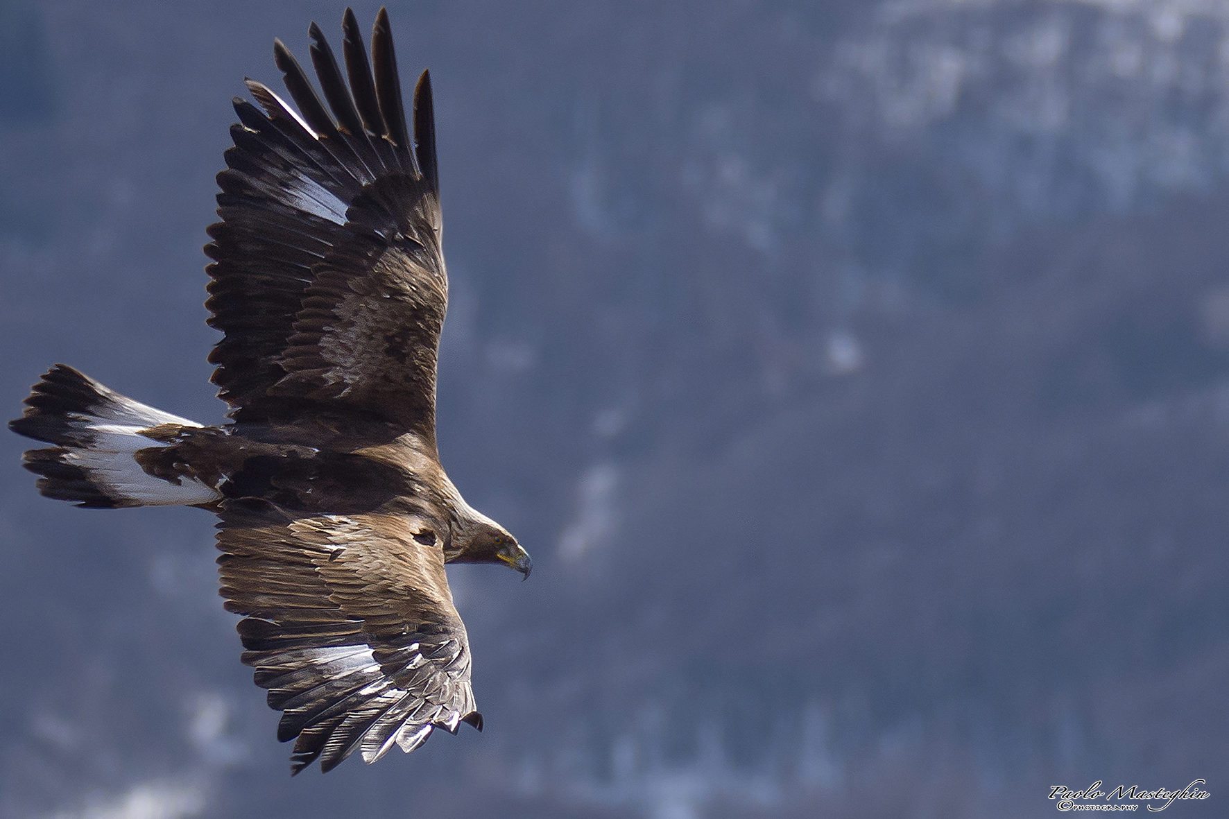 Una regale virata.... Aquila Reale.