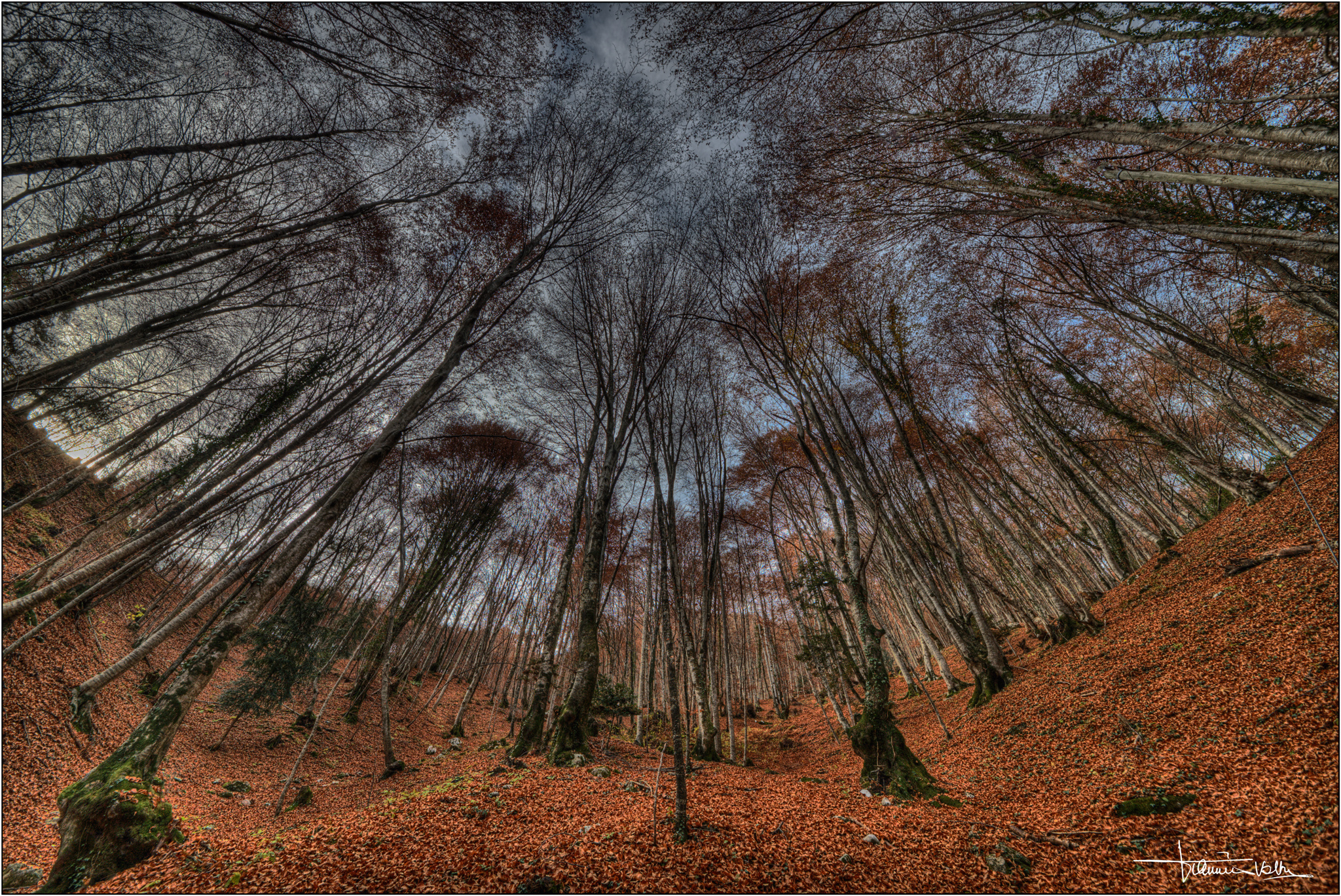Beeches on the red carpet.