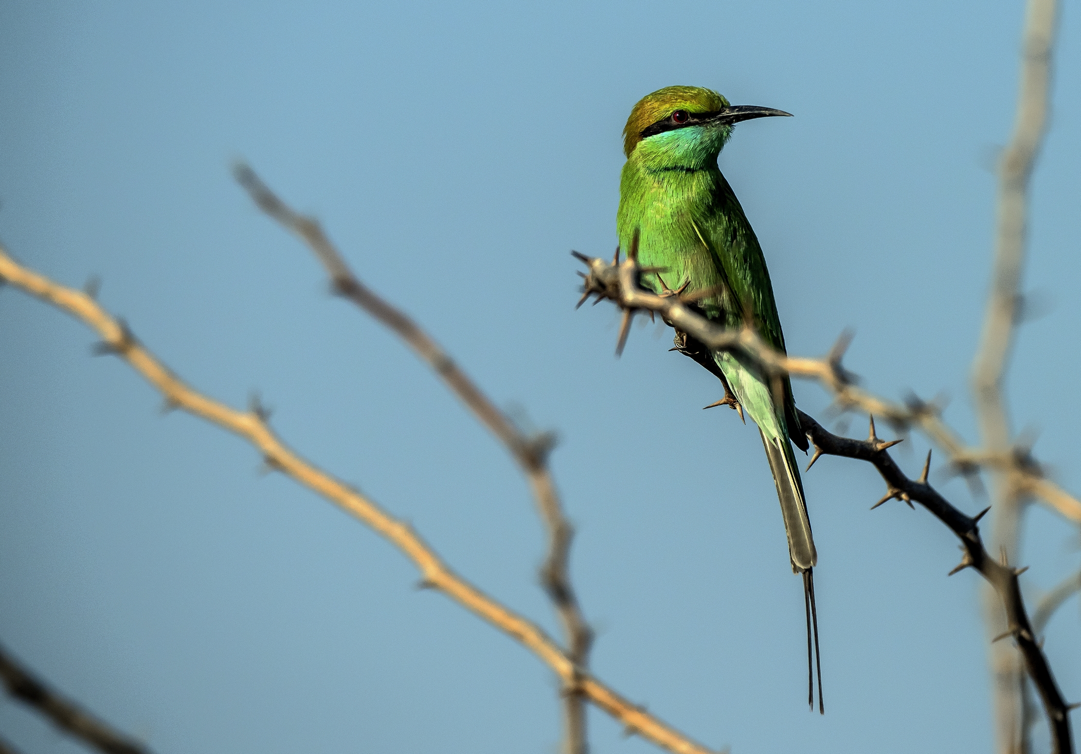 Gujarat 2015 - Gruccione