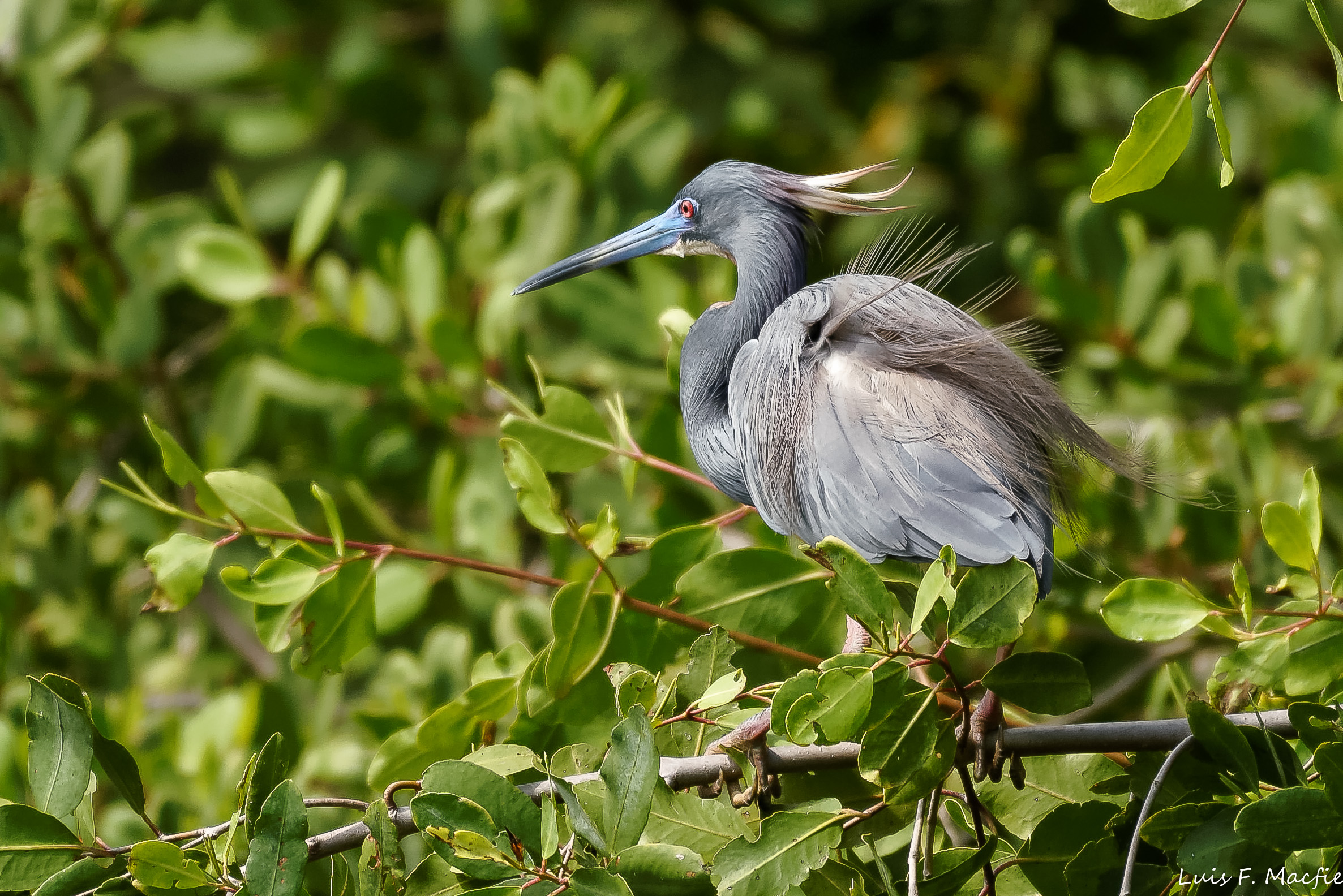 Airone tricolore / Airone tricolore / Egretta tricolor