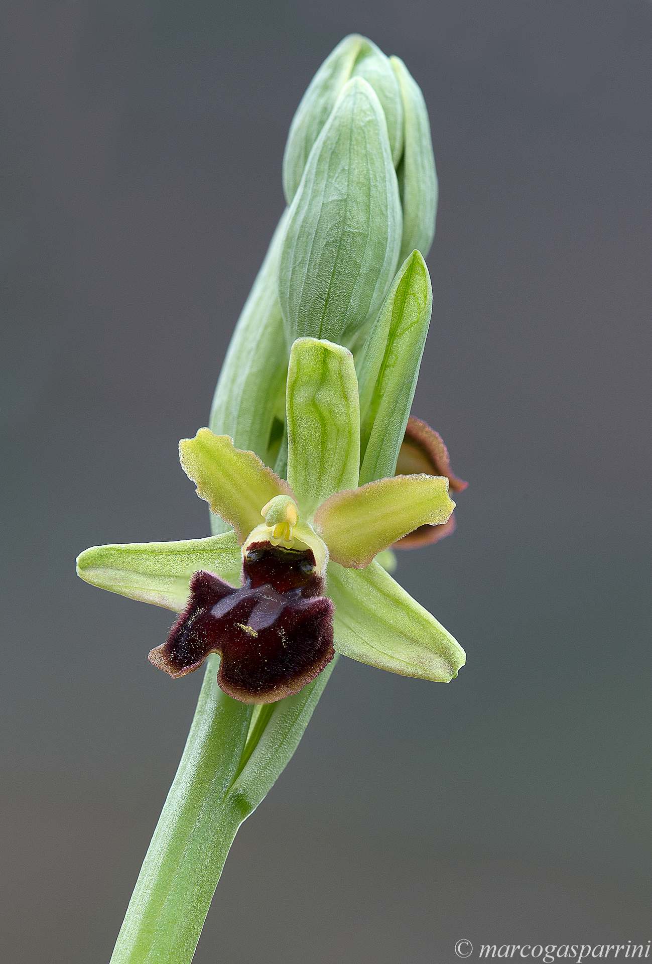 Ophrys sphegodes