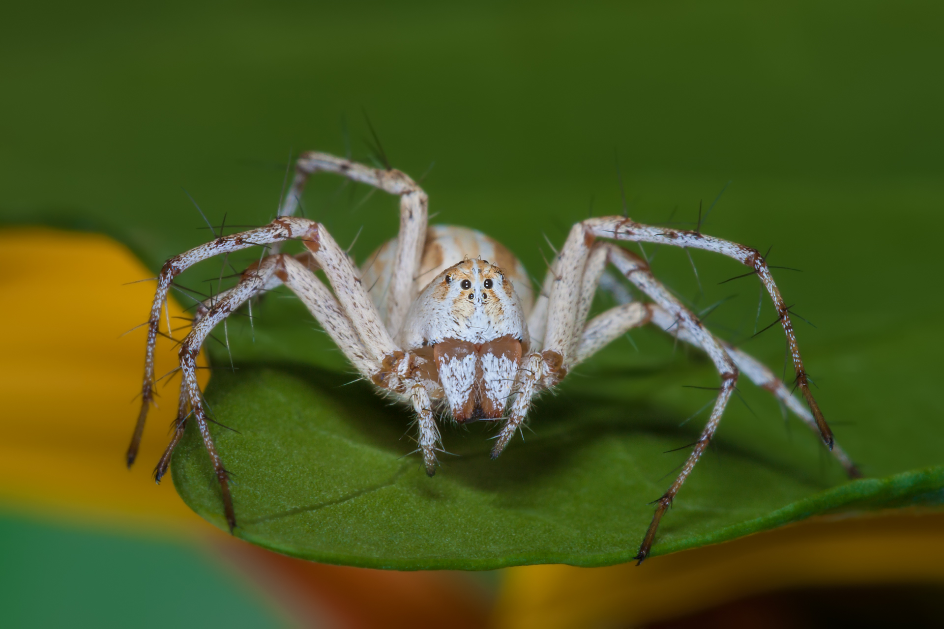 Lynx Spider