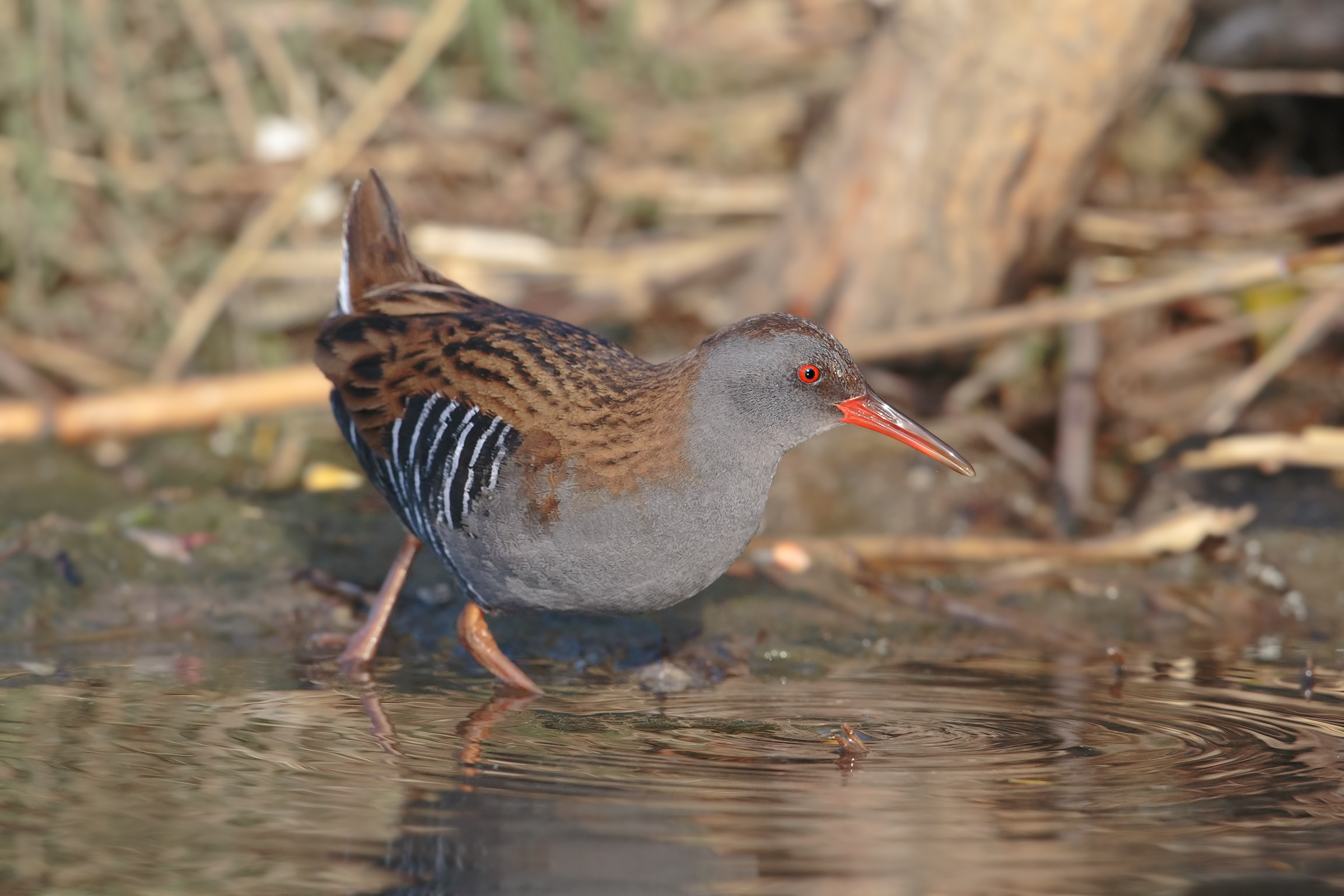 Water Rail