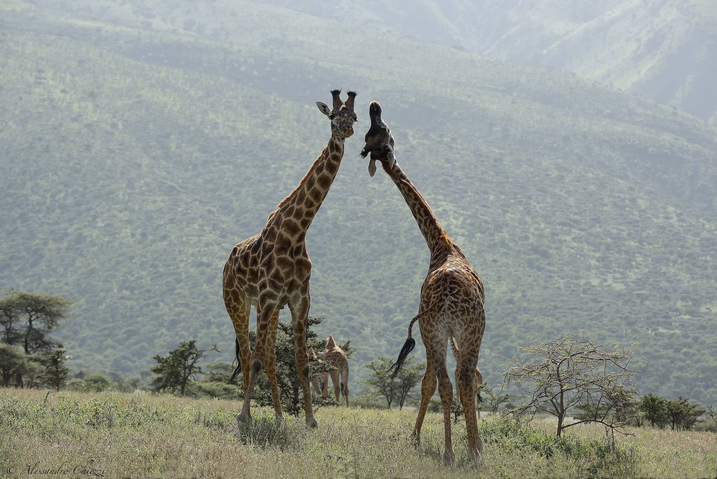 Giraffes fighting