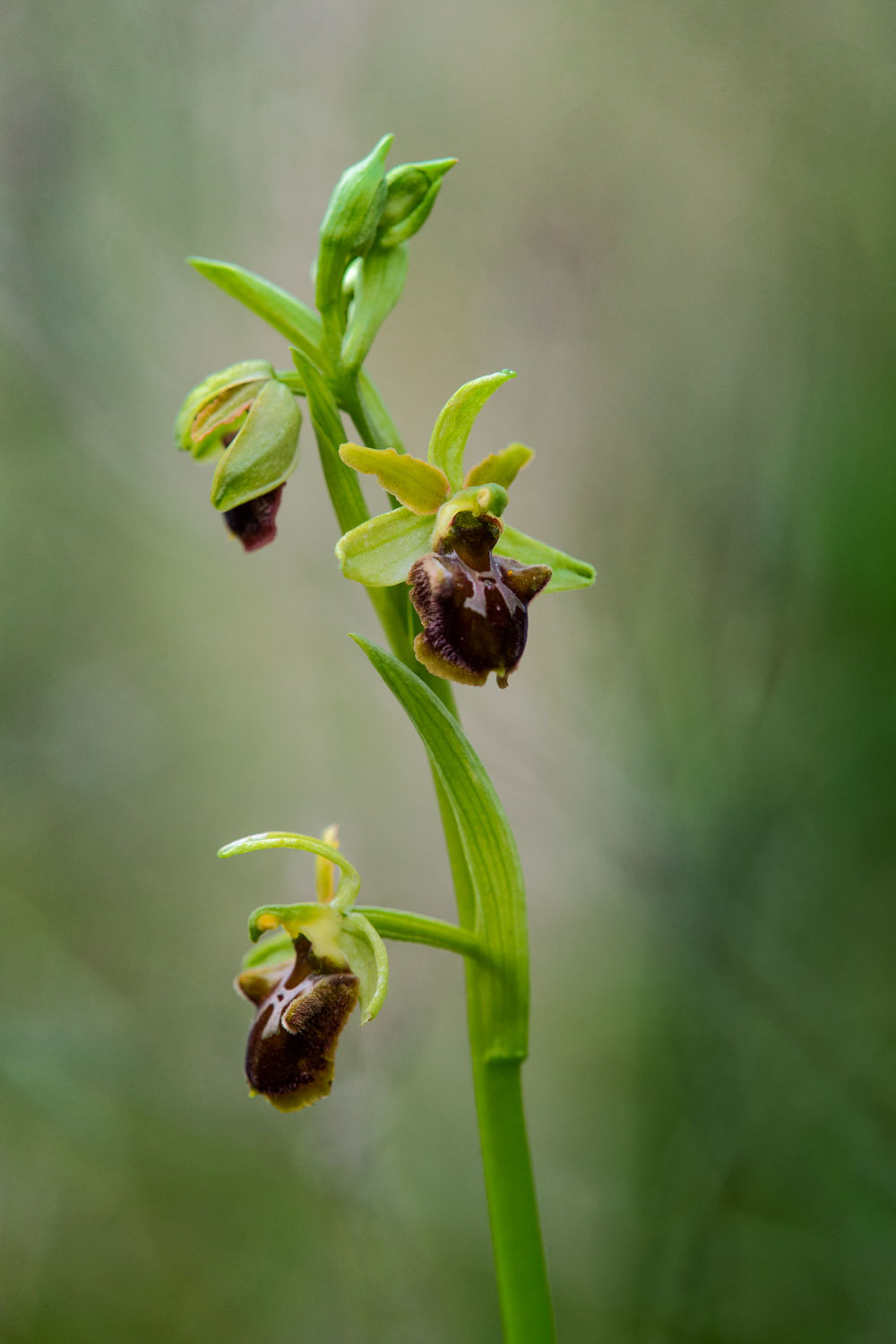 ophrys sphegodes