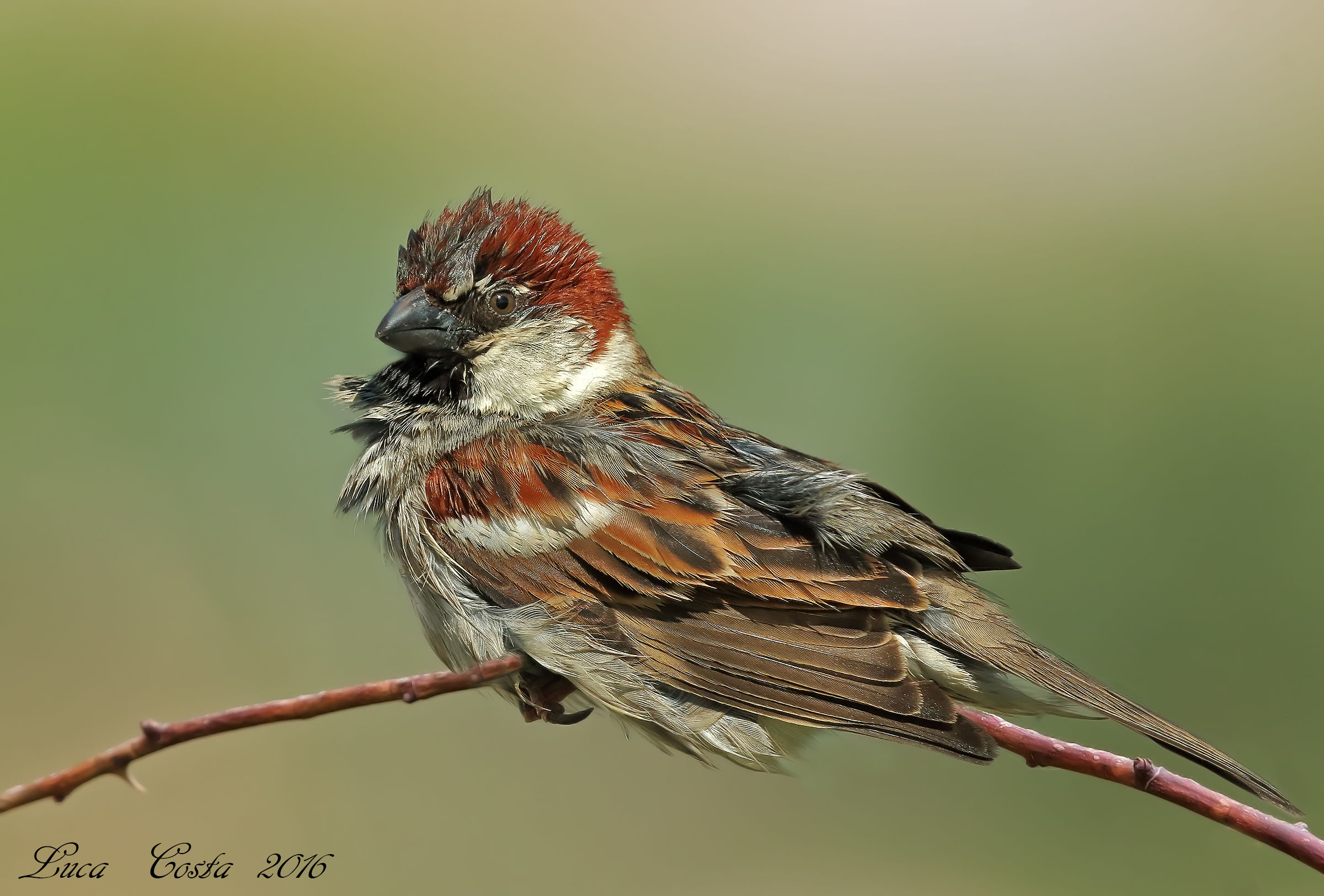Passero dopo la pioggia