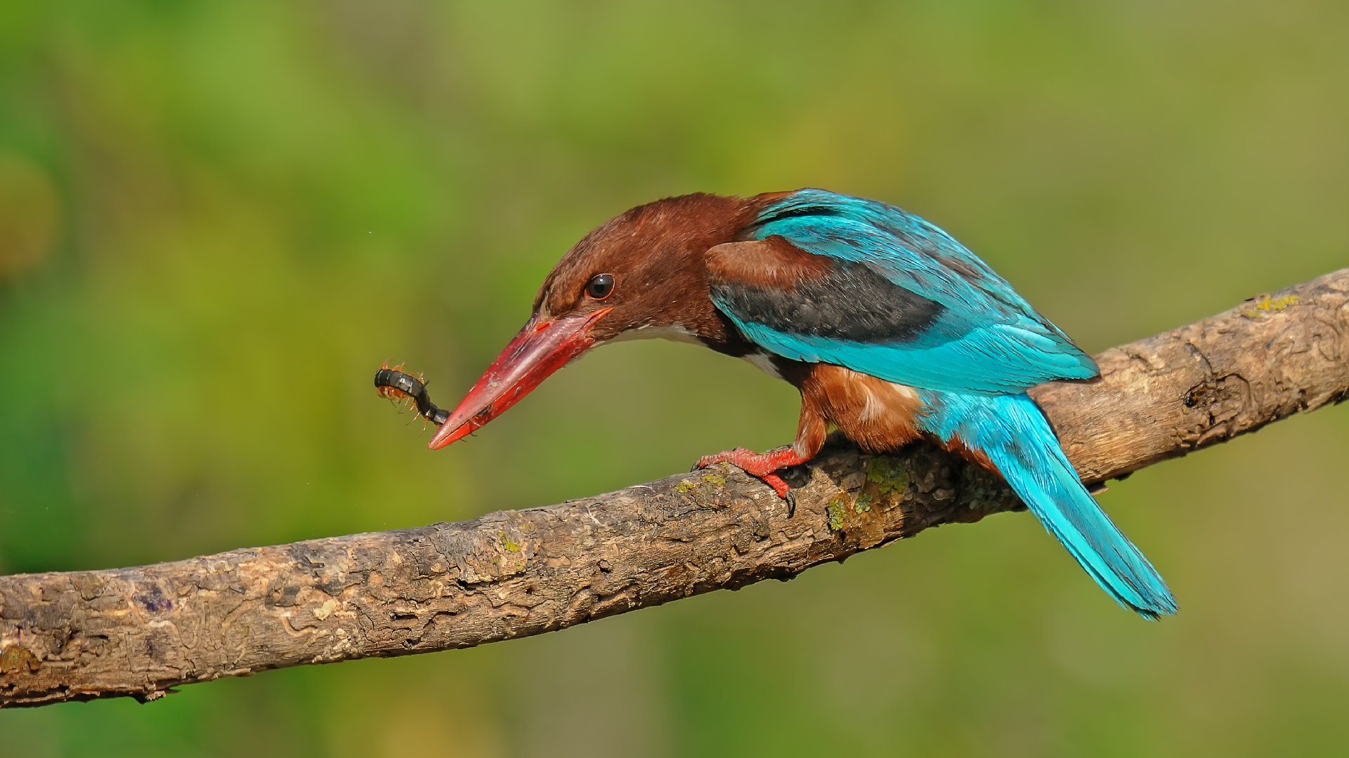 Halcyon smyrnensis »golabianca Kingfishe