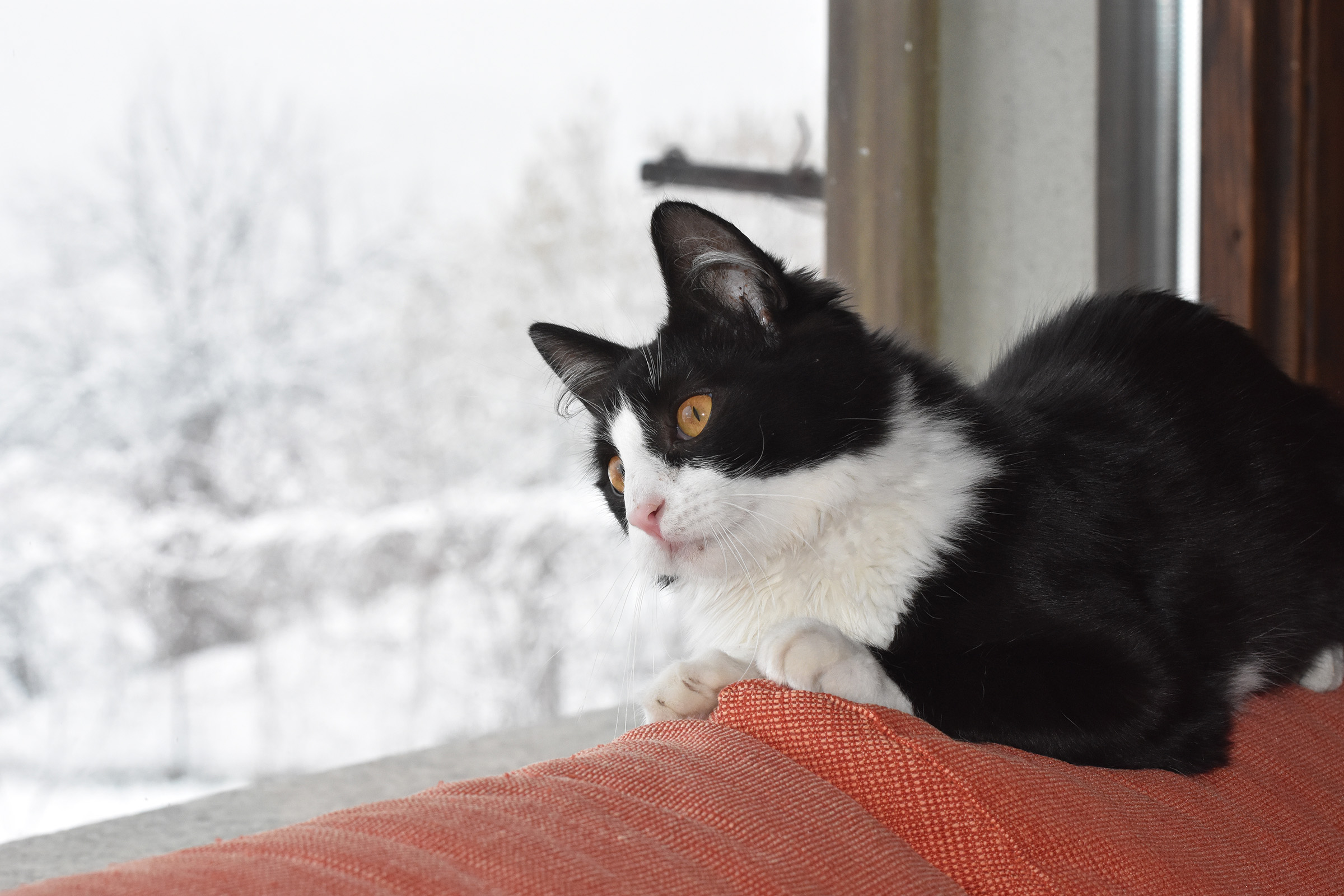 "Io una cosa così non l'avevo mai vista!&quo...