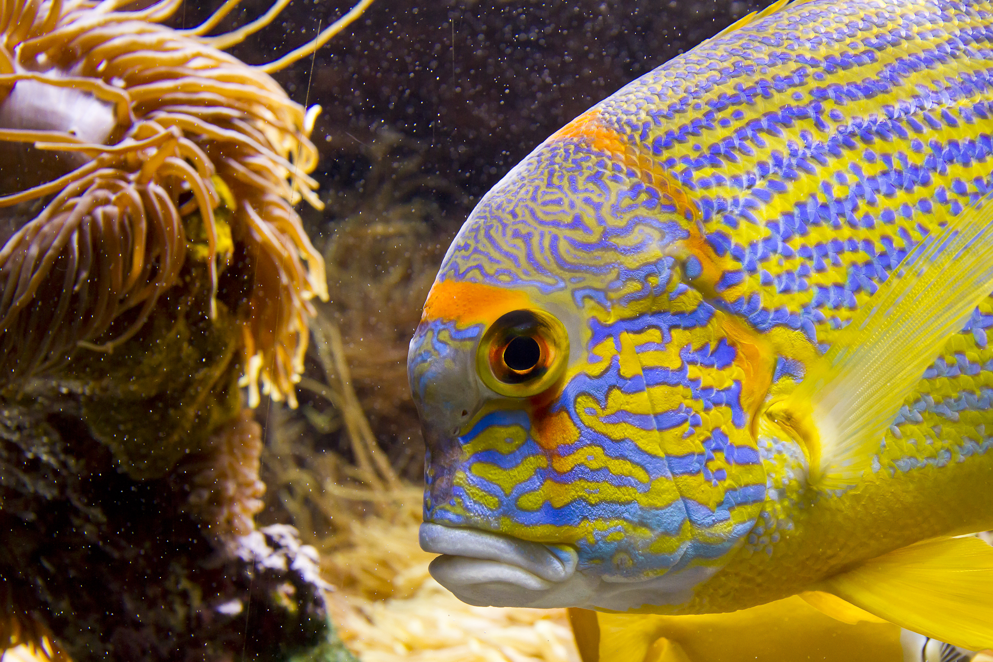 cu, cu, you like me!