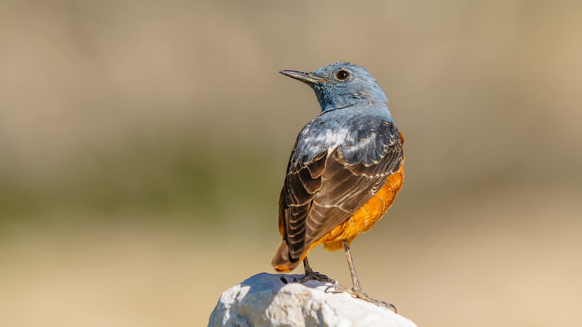 Comune passero solitario / Monticola saxatilis
