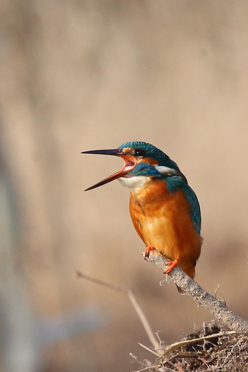 Kingfisher sequence 1