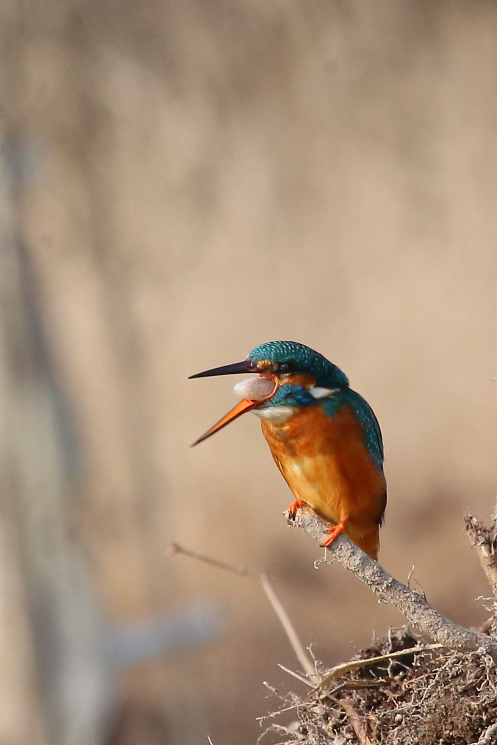 Kingfisher sequence 2