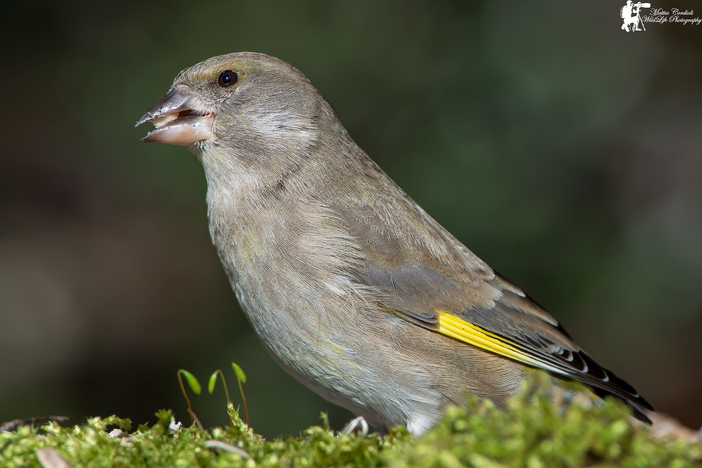Female Greenfinch