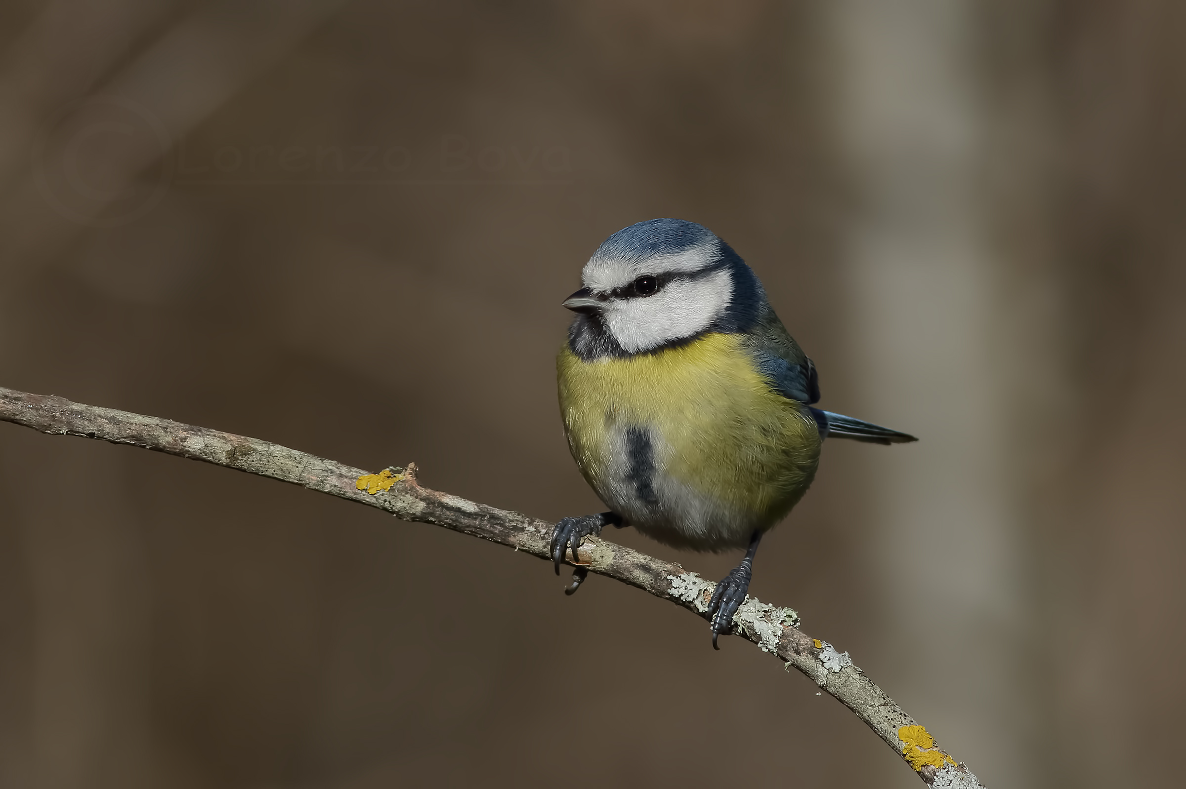 La Cinciarella solitaria