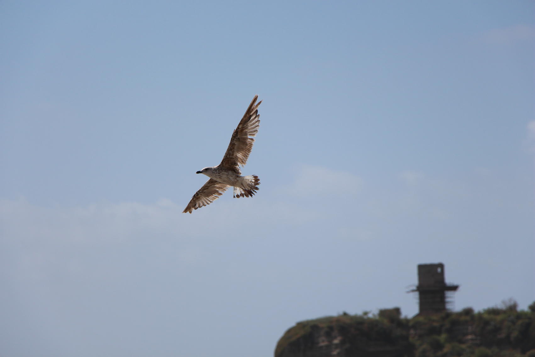 Le ali della Libertà