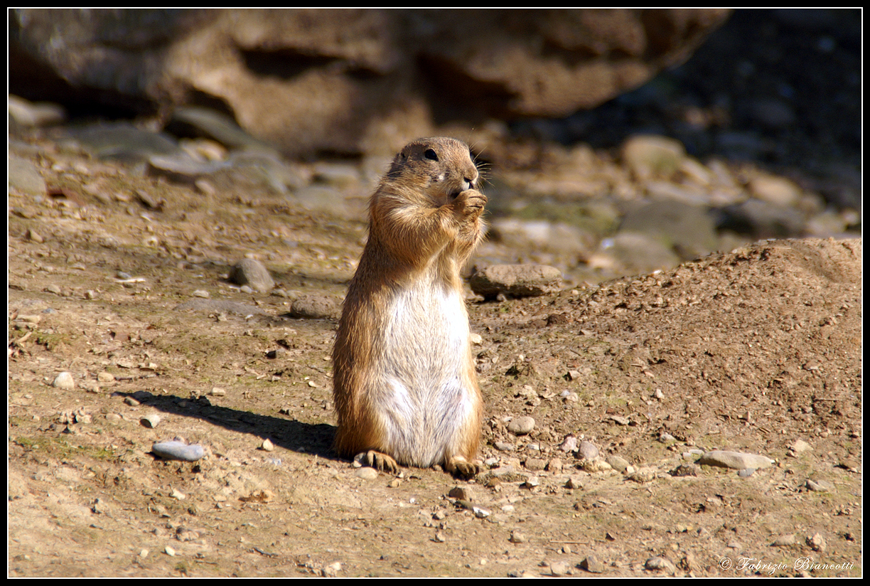 Il cane della prateria