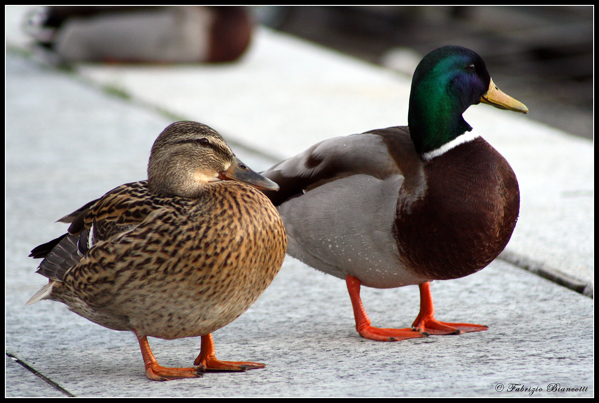 What a lovely couple