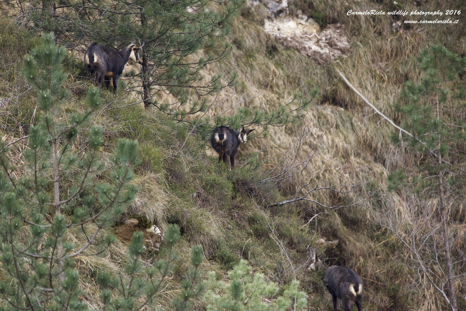 Camosci il Trio(Rupicapra,Rupicapra)
