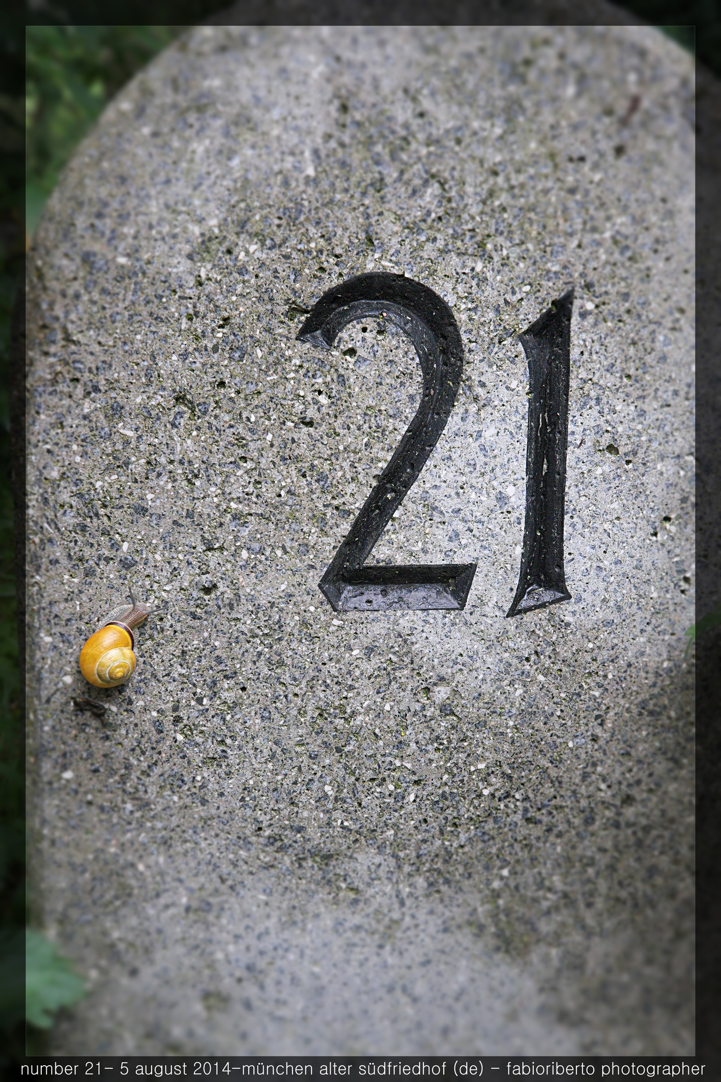 snail on a grave
