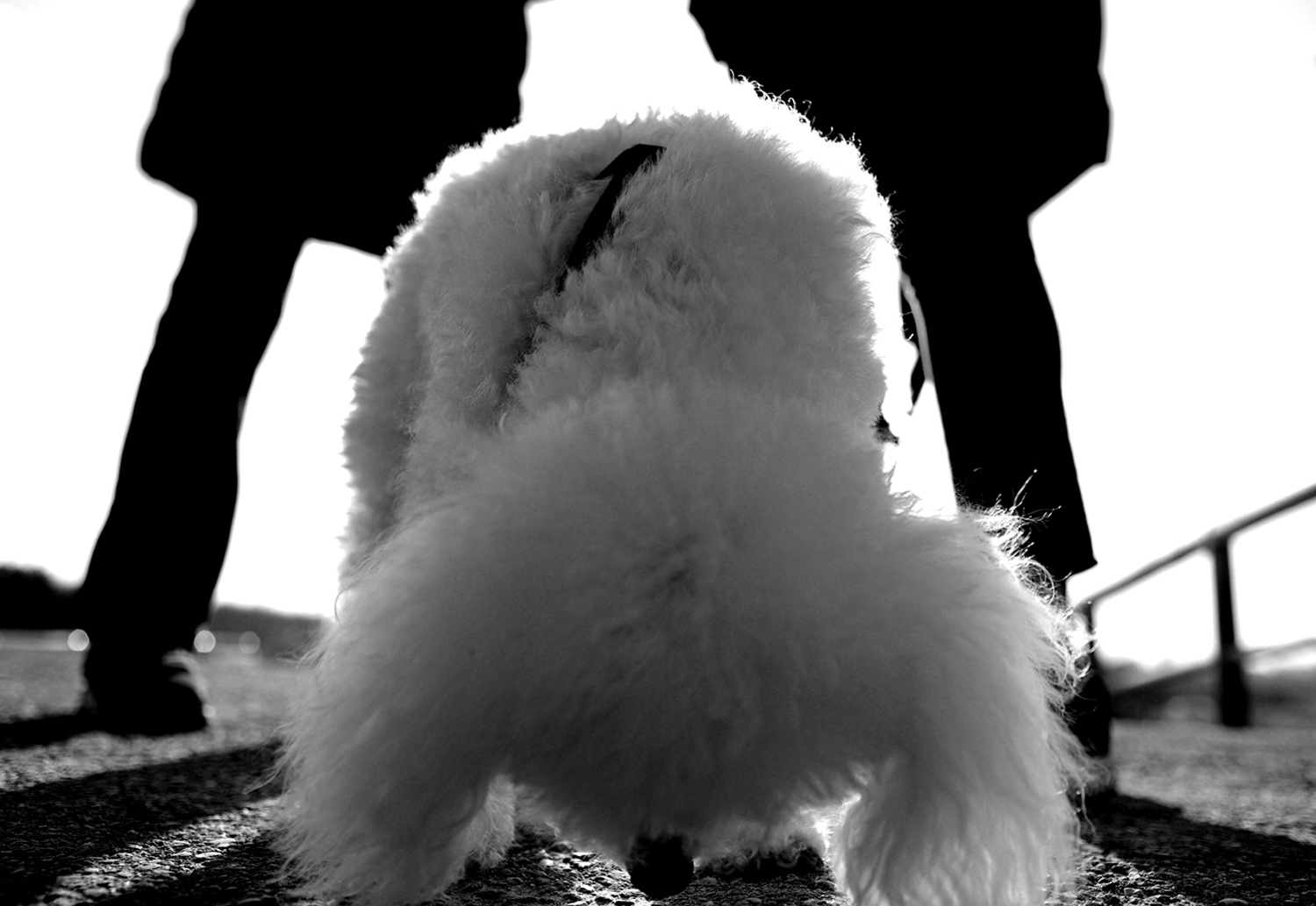 The little dog (the fofi)