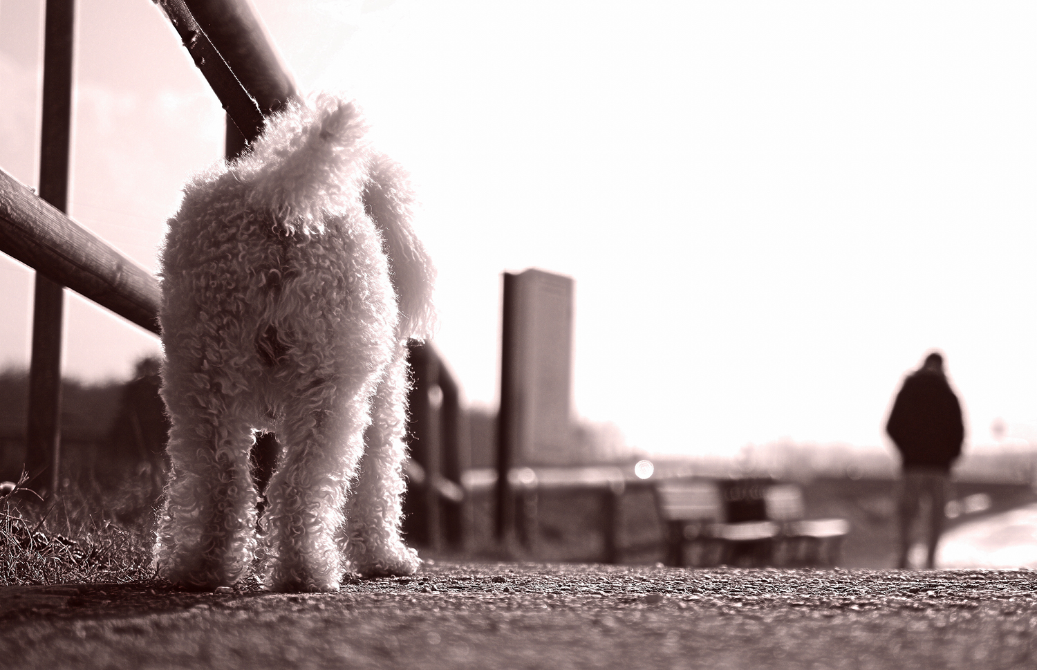 cagnolino II (il fofi)