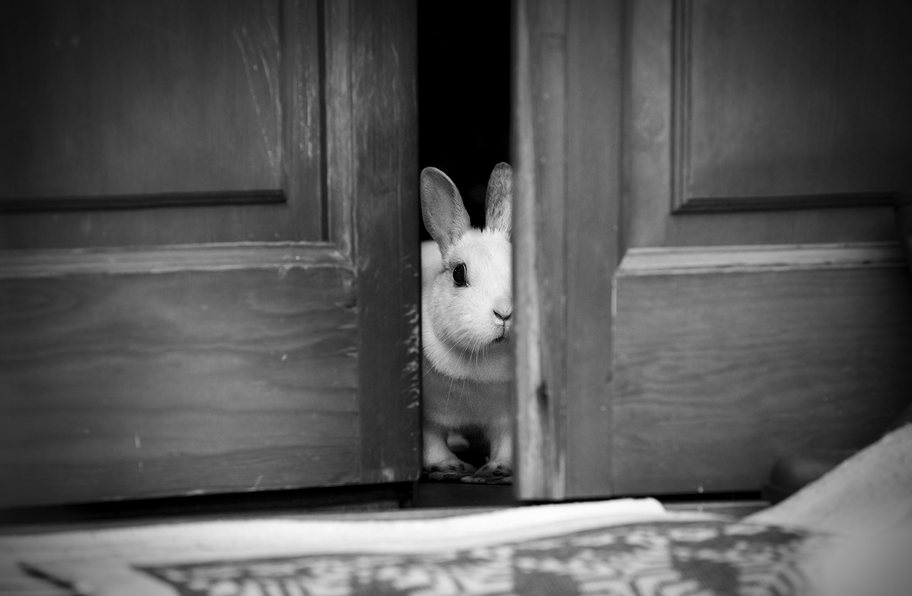 Hey, you need a model?