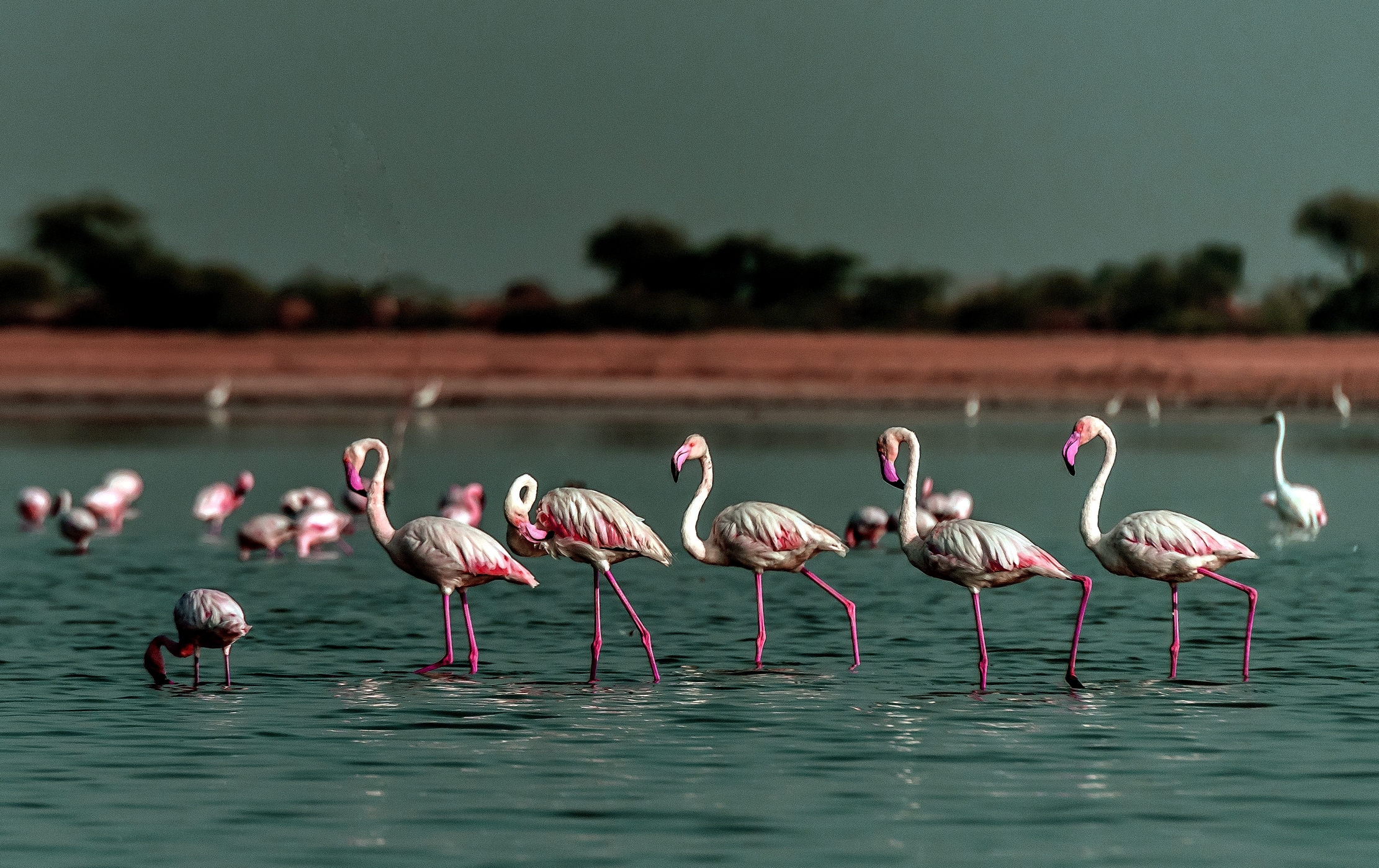 Gujarat 2015 - Fenicotteri