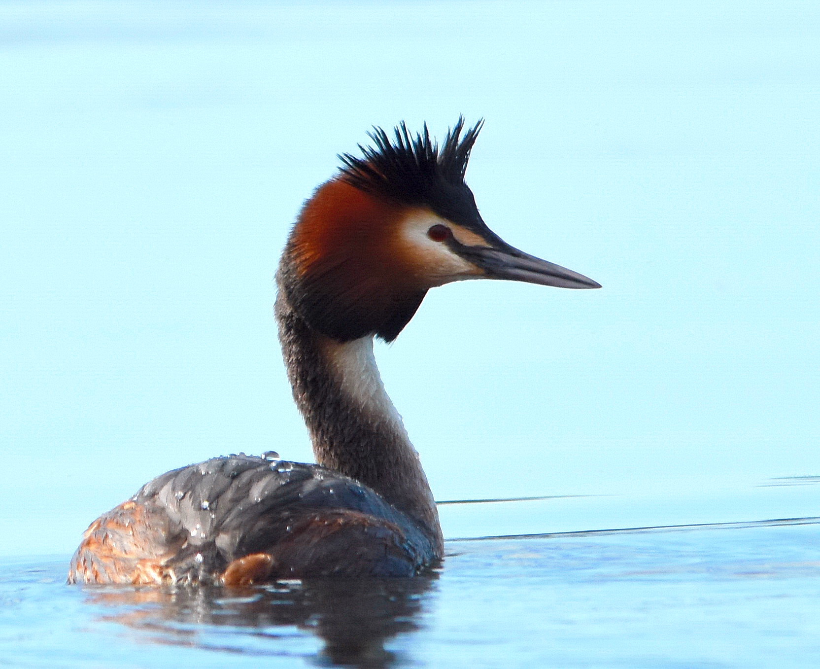 Great Crested Grebe