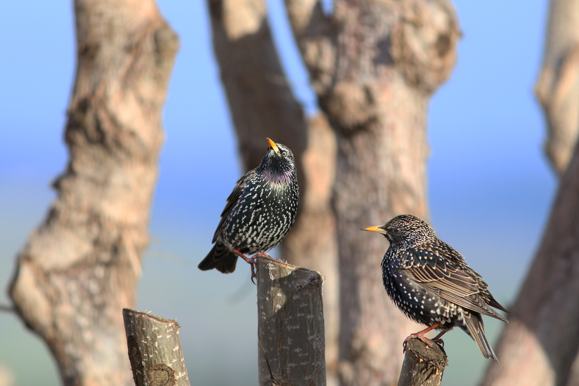 common starlings