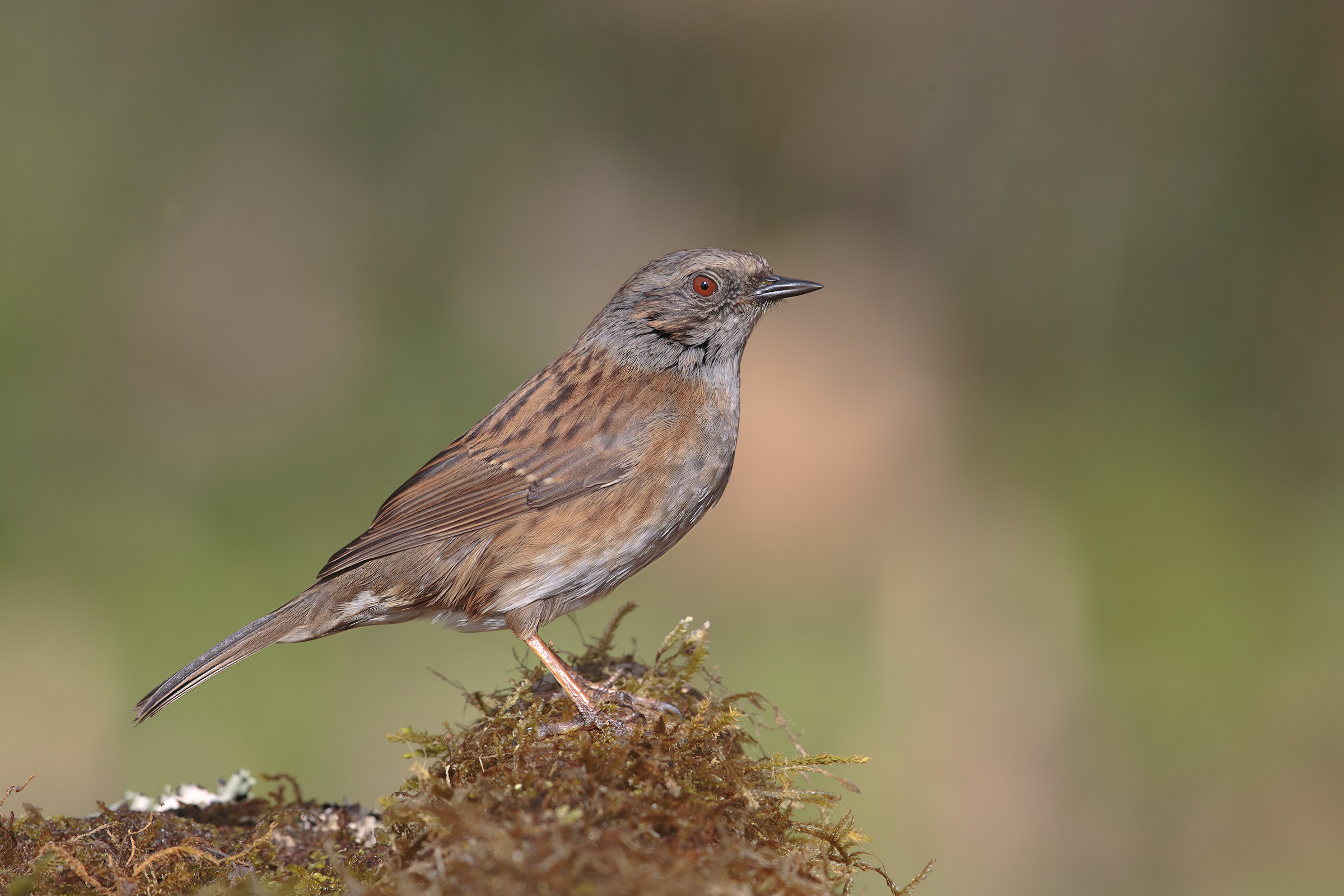 Pasera Scopaiola ... Km 0