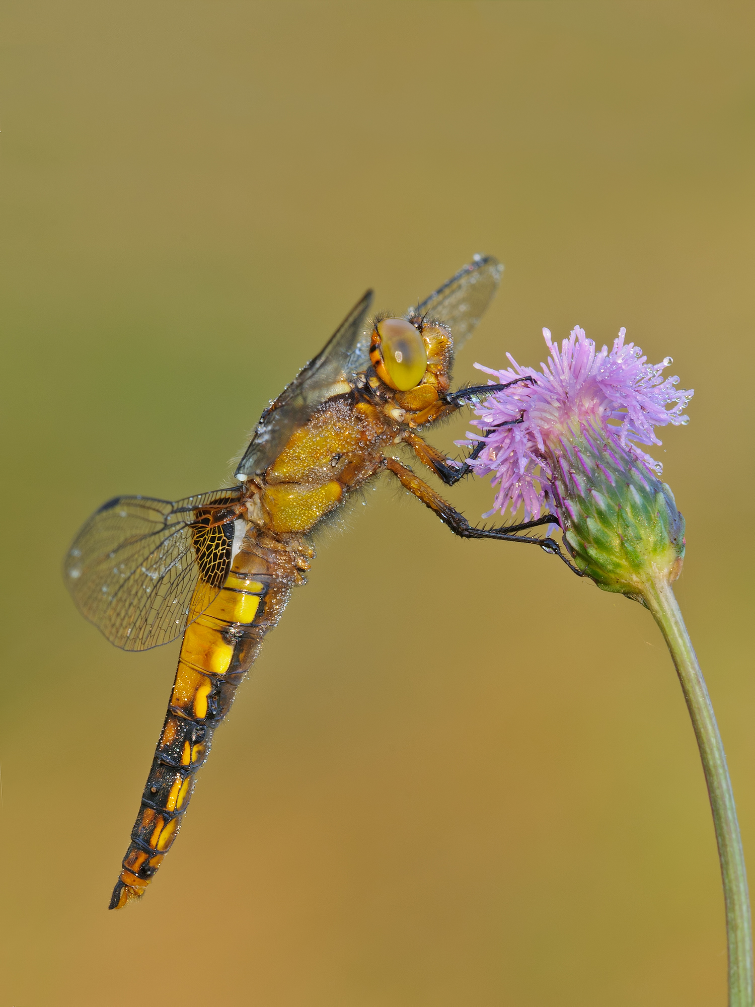 Libellula depressa ( maschio immaturo )