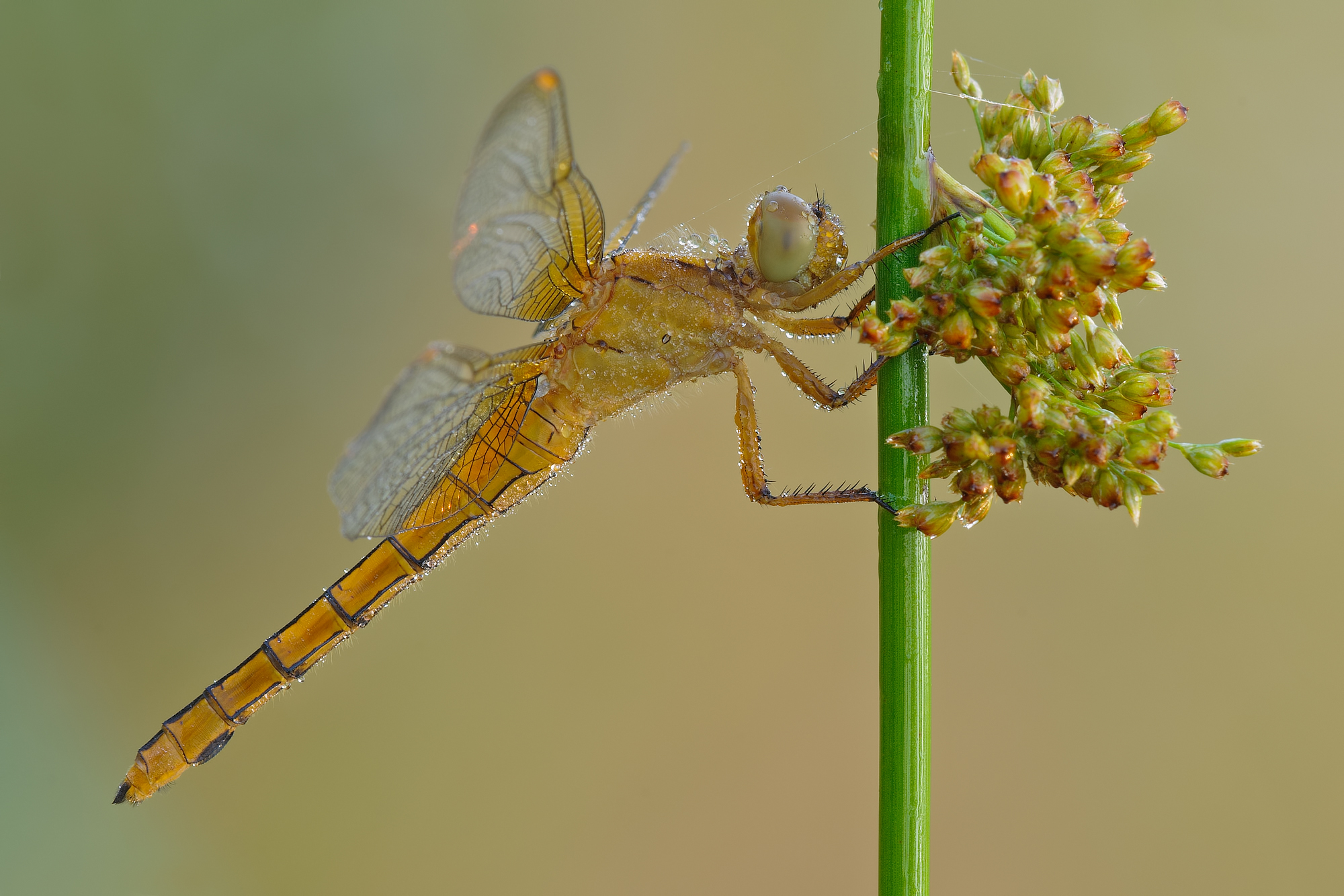 Orthetrum coerulescens - female