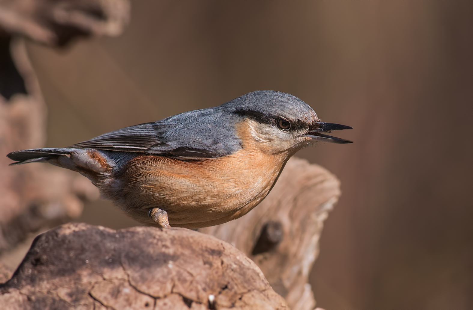 nuthatch