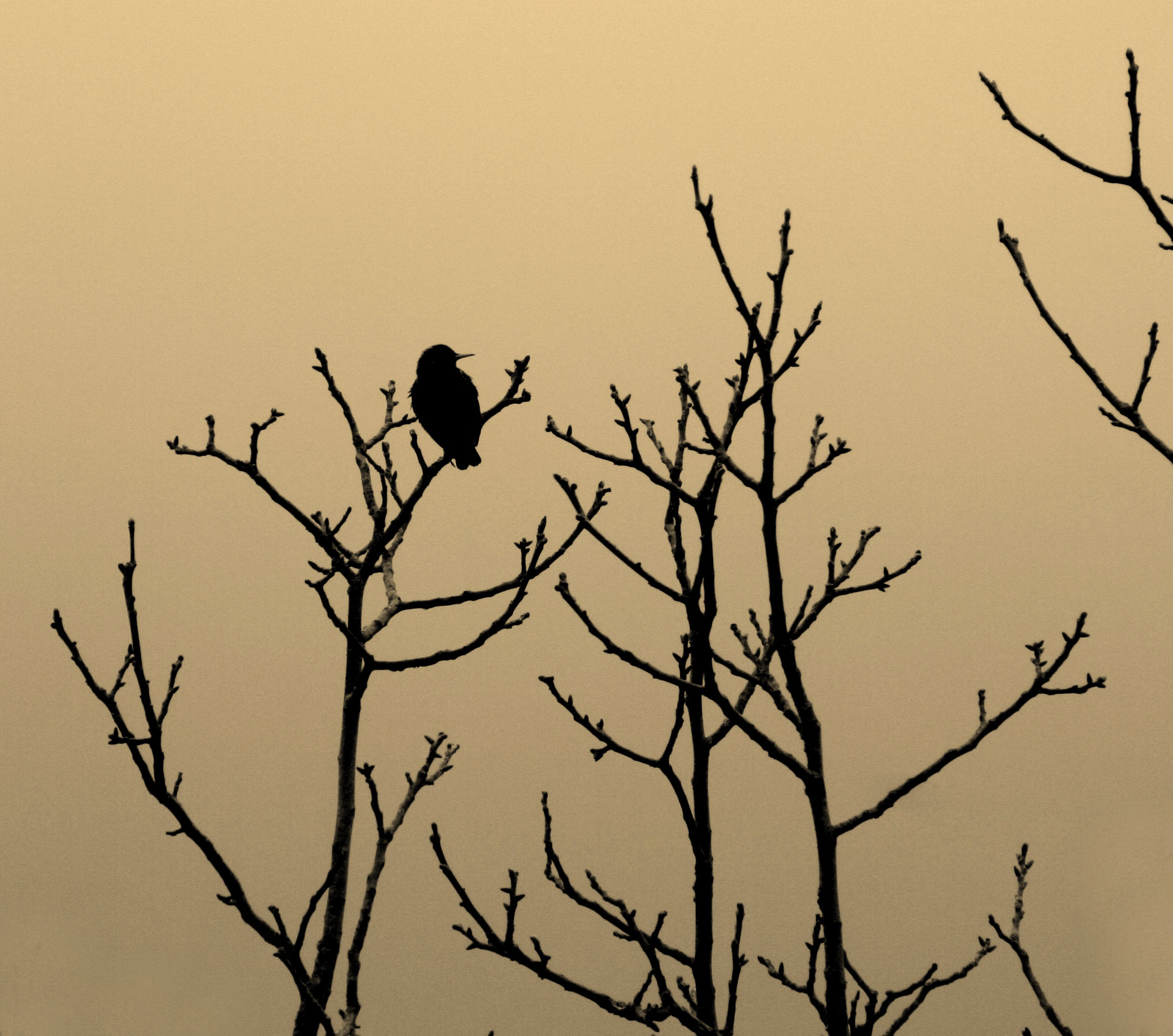 aspettando la primavera